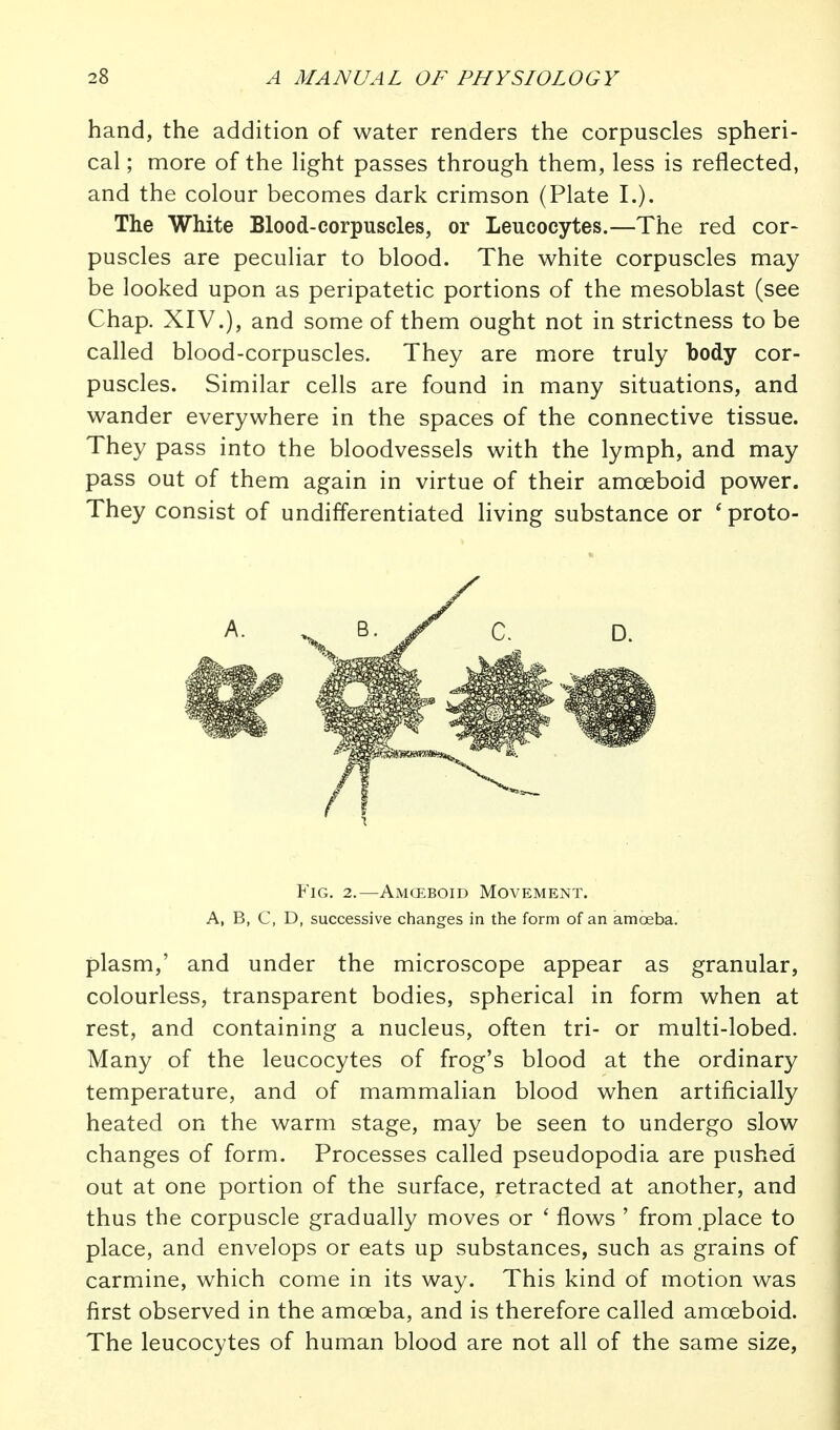 hand, the addition of water renders the corpuscles spheri- cal ; more of the light passes through them, less is reflected, and the colour becomes dark crimson (Plate I.). The White Blood-corpuscles, or Leucocytes.—The red cor- puscles are peculiar to blood. The white corpuscles may be looked upon as peripatetic portions of the mesoblast (see Chap. XIV.), and some of them ought not in strictness to be called blood-corpuscles. They are more truly body cor- puscles. Similar cells are found in many situations, and wander everywhere in the spaces of the connective tissue. They pass into the bloodvessels with the lymph, and may pass out of them again in virtue of their amoeboid power. They consist of undifferentiated living substance or ' proto- plasm,' and under the microscope appear as granular, colourless, transparent bodies, spherical in form when at rest, and containing a nucleus, often tri- or multi-lobed. Many of the leucocytes of frog's blood at the ordinary temperature, and of mammalian blood when artificially heated on the warm stage, may be seen to undergo slow changes of form. Processes called pseudopodia are pushed out at one portion of the surface, retracted at another, and thus the corpuscle gradually moves or ' flows ' from,place to place, and envelops or eats up substances, such as grains of carmine, which come in its way. This kind of motion was first observed in the amoeba, and is therefore called amoeboid. The leucocytes of human blood are not all of the same size, Fig. 2.—Amceboid Movement. A, B, C, D, successive changes in the form of an amoeba.