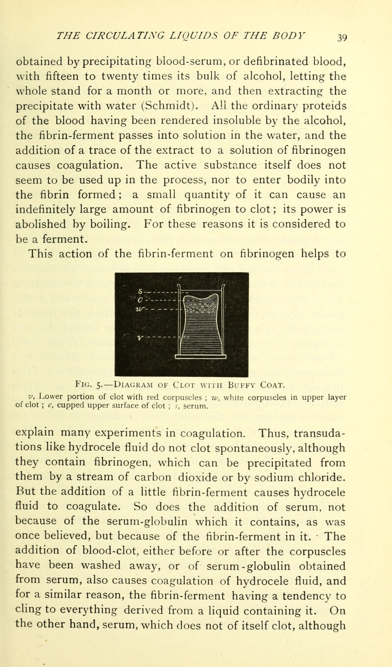 obtained by precipitating blood-serum, or defibrinated blood, with fifteen to twenty times its bulk of alcohol, letting the whole stand for a month or more, and then extracting the precipitate with water (Schmidt). All the ordinary proteids of the blood having been rendered insoluble by the alcohol, the fibrin-ferment passes into solution in the water, and the addition of a trace of the extract to a solution of fibrinogen causes coagulation. The active substance itself does not seem to be used up in the process, nor to enter bodily into the fibrin formed; a small quantity of it can cause an indefinitely large amount of fibrinogen to clot; its power is abolished by boiling. For these reasons it is considered to be a ferment. This action of the fibrin-ferment on fibrinogen helps to Fig. 5.—Diagram of Clot with Buffy Coat. V, Lower portion of clot with red corpuscles ; w, white corpuscles in upper layer of clot ; c, cupped upper surface of clot ; s, serum. explain many experiments in coagulation. Thus, transuda- tions hke hydrocele fluid do not clot spontaneously, although they contain fibrinogen, which can be precipitated from them by a stream of carbon dioxide or by sodium chloride. But the addition of a little fibrin-ferment causes hydrocele fluid to coagulate. So does the addition of serum, not because of the serum-globulin which it contains, as was once believed, but because of the fibrin-ferment in it. - The addition of blood-clot, either before or after the corpuscles have been washed away, or of serum-globulin obtained from serum, also causes coagulation of hydrocele fluid, and for a similar reason, the fibrin-ferment having a tendency to cling to everything derived from a liquid containing it. On the other hand, serum, which does not of itself clot, although