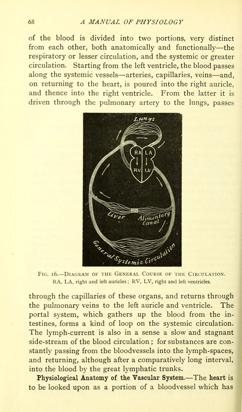 of the blood is divided into two portions, very distinct from each other, both anatomically and functionally—the respiratory or lesser circulation, and the systemic or greater circulation. Starting from the left ventricle, the blood passes along the systemic vessels—arteries, capillaries, veins—and, on returning to the heart, is poured into the right auricle, and thence into the right ventricle. From the latter it is driven through the pulmonary artery to the lungs, passes Fig. i6.—Diagram of the General Course of the Circulation. RA, LA, right and left auricles ; RV, LV, right and left ventricles. through the capillaries of these organs, and returns through the pulmonary veins to the left auricle and ventricle. The portal system, which gathers up the blood from the in- testines, forms a kind of loop on the systemic circulation. The lymph-current is also in a sense a slow and stagnant side-stream of the blood circulation ; for substances are con- stantly passing from the bloodvessels into the lymph-spaces, and returning, although after a comparatively long interval, into the blood by the great lymphatic trunks. Physiological Anatomy of the Vascular System.—The heart is to be looked upon as a portion of a bloodvessel which has