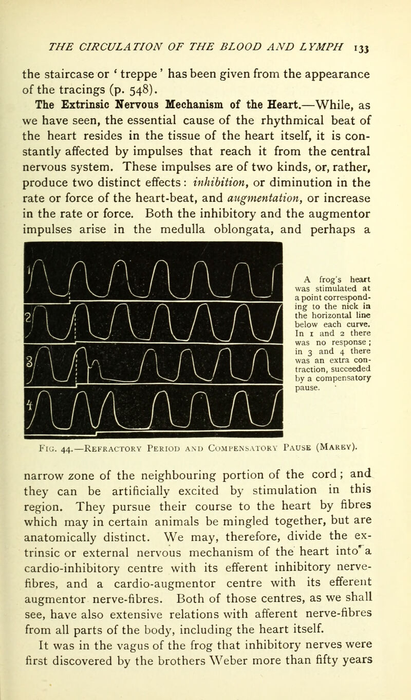 the staircase or ' treppe ' has been given from the appearance of the tracings (p. 548). The Extrinsic Nervous Mechanism of the Heart.—While, as we have seen, the essential cause of the rhythmical beat of the heart resides in the tissue of the heart itself, it is con- stantly affected by impulses that reach it from the central nervous system. These impulses are of two kinds, or, rather, produce two distinct effects: inhibition^ or diminution in the rate or force of the heart-beat, and augmentation, or increase in the rate or force. Both the inhibitory and the augmentor impulses arise in the medulla oblongata, and perhaps a A frog's heart was stimulated at a point correspond- ing to the nick in the horizontal line below each curve. In I and 2 there was no response ; in 3 and 4 there was an extra con- traction, succeeded by a compensatory- pause. Fig. 44.—Refractory Period and Cumfensatory Pause (Marev). narrow zone of the neighbouring portion of the cord; and they can be artificially excited by stimulation in this region. They pursue their course to the heart by fibres which may in certain animals be mingled together, but are anatomically distinct. We may, therefore, divide the ex- trinsic or external nervous mechanism of the heart into'a cardio-inhibitory centre with its efferent inhibitory nerve- fibres, and a cardio-augmentor centre with its efferent augmentor nerve-fibres. Both of those centres, as we shall see, have also extensive relations with afferent nerve-fibres from all parts of the body, including the heart itself. It was in the vagus of the frog that inhibitory nerves were first discovered by the brothers Weber more than fifty years