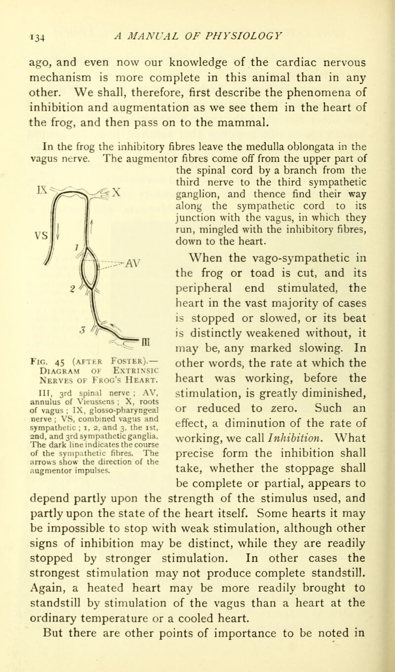 ago, and even now our knowledge of the cardiac nervous mechanism is more complete in this animal than in any other. We shall, therefore, first describe the phenomena of inhibition and augmentation as we see them in the heart of the frog, and then pass on to the mammal. In the frog the inhibitory fibres leave the medulla oblongata in the vagus ntrve. The augmentor fibres come off from the upper part of the spinal cord by a branch from the third nerve to the third sympathetic gangh'on, and thence find their way along the sympathetic cord to its junction with the vagus, in which they run, mingled with the inhibitory fibres, down to the heart. When the vago-sympathetic in the frog or toad is cut, and its peripheral end stimulated, the heart in the vast majority of cases is stopped or slowed, or its beat is distinctly weakened without, it may be, any marked slowing. In other words, the rate at which the heart was working, before the stimulation, is greatly diminished, or reduced to zero. Such an effect, a diminution of the rate of working, we call Inhibition. What precise form the inhibition shall take, whether the stoppage shall be complete or partial, appears to depend partly upon the strength of the stimulus used, and partly upon the state of the heart itself. Some hearts it may be impossible to stop with weak stimulation, although other signs of inhibition may be distinct, while they are readily stopped by stronger stimulation. In other cases the strongest stimulation may not produce complete standstill. Again, a heated heart may be more readily brought to standstill by stimulation of the vagus than a heart at the ordinary temperature or a cooled heart. But there are other points of importance to be noted in Fig. 45 (after Foster).— Diagram of Extrinsic Nerves of Frog's Heart. Ill, 3rd spinal nerve ; AV, annulus of Vieussens ; X, roots of vagus ; IX, glosso-pharyngeal nerve ; VS, combined vagus and sympathetic ; i, 2, and 3, the ist, 2nd, and 3rd sympathetic ganglia. The dark line indicates the course of the sympathetic fibres. The arrows show the direction of the augmentor impulses.