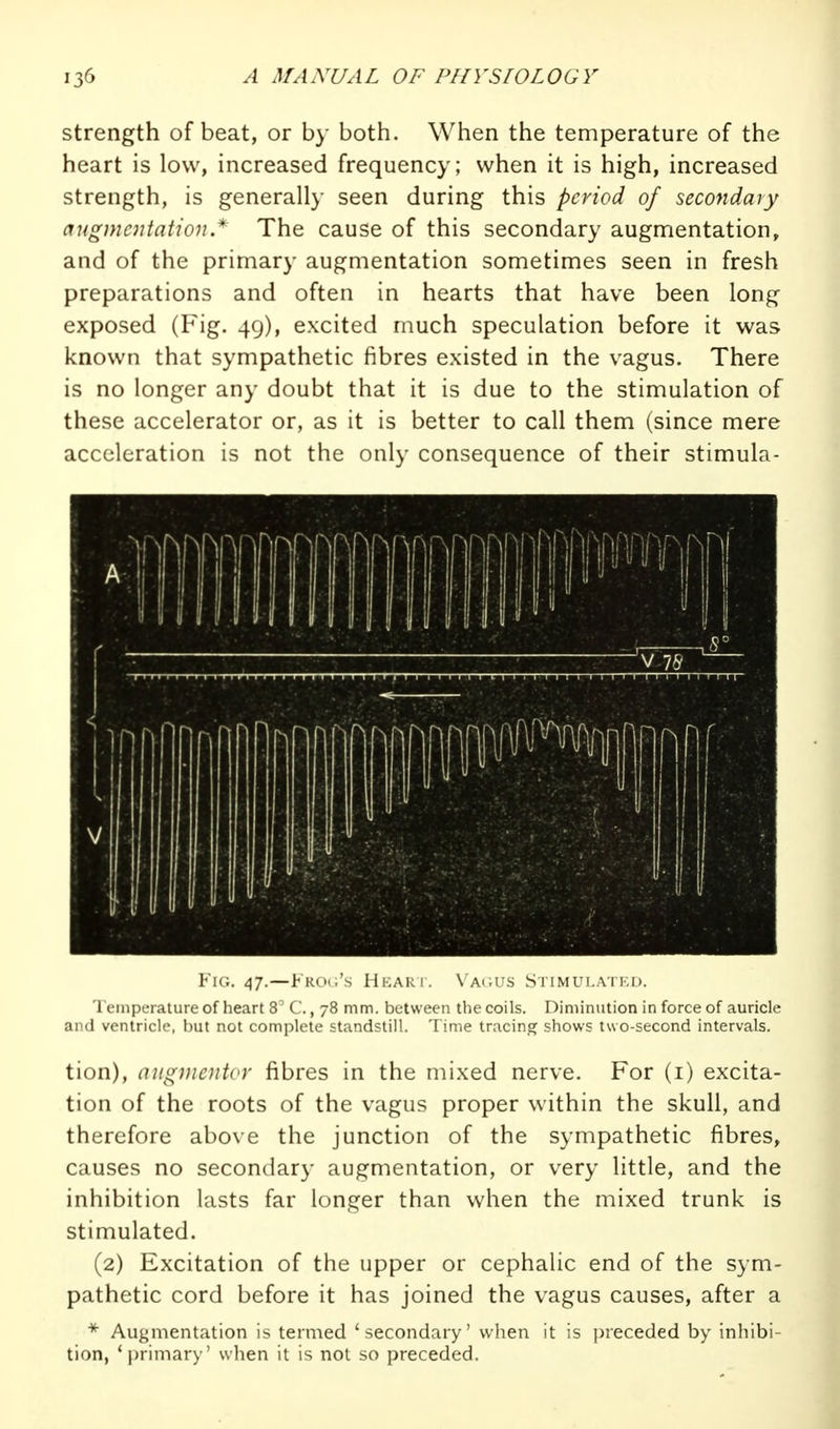 strength of beat, or by both. When the temperature of the heart is low, increased frequency; when it is high, increased strength, is generally seen during this period of secondary augmentation * The cause of this secondary augmentation, and of the primary augmentation sometimes seen in fresh preparations and often in hearts that have been long exposed (Fig. 49), excited much speculation before it was known that sympathetic fibres existed in the vagus. There is no longer any doubt that it is due to the stimulation of these accelerator or, as it is better to call them (since mere acceleration is not the only consequence of their stimula- 1 1 nil 1 ' 'J 1 I ■ ^ lb \ 1 • V .1 ' u 1 111 I. . . ti 11 Fig. 47.—Fro(.'.s Hkari. Va(;us Stimulated. 1 emperature of heart 8' C., 78 mm. between the coils. Diminution in force of auricle and ventricle, but not complete standstill. Time tracing shows tuo-second intervals. tion), aiigmentoY fibres in the mixed nerve. For (i) excita- tion of the roots of the vagus proper within the skull, and therefore above the junction of the sympathetic fibres, causes no secondary augmentation, or very little, and the inhibition lasts far longer than when the mixed trunk is stimulated. (2) Excitation of the upper or cephalic end of the sym- pathetic cord before it has joined the vagus causes, after a Augmentation is termed 'secondary' when it is ])receded by inhibi- tion, 'primary' when it is not so preceded.