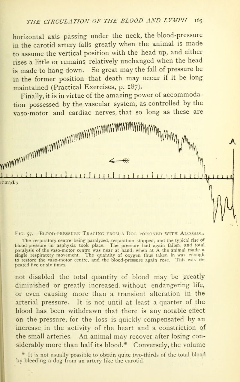 horizontal axis passing under the neck, the blood-pressure in the carotid artery falls greatly when the animal is made to assume the vertical position with the head up, and either rises a little or remains relatively unchanged when the head is made to hang down. So great may the fall of pressure be in the former position that death may occur if it be long maintained (Practical Exercises, p. 187). Finally, it is in virtue of the amazing power of accommoda- tion possessed by the vascular system, as controlled by the vaso-motor and cardiac nerves, that so long as these are ^ 1 i i i ^ ^ i » 1 i I I 1 i 1 I 1 f I I M I I t t I t 1 ) 1 I > ' - i f M ; ! f h i 1 r i t 1^ Fig. 57.—Bi.oou-pressure Tracing from a Do(i poisoned with Alcohol. The respiratory centre being paralyzed, respiration stopped, and the typical rise of blood-pressure in asphyxia took place. The pressure had again fallen, and total paralysis of the vaso-motor centre was near at hand, when at A the animal made a single respiratory movement. The quantity of o.xygen thus taken in was enough to restore the vaso-motor centre, and the blood-pressure again rose. This was re- peated five or six times. not disabled the total quantity of blood may be greatly diminished or greatly increased, without endangering life, or even causing more than a transient alteration in the arterial pressure. It is not until at least a quarter of the blood has been withdrawn that there is any notable effect on the pressure, for the loss is quickly compensated by an increase in the activity of the heart and a constriction of the small arteries. An animal may recover after losing con- siderably more than half its blood.* Conversely, the volume * It is not usually possible to obtain quite two-thirds of the total blood by bleeding- a dog from an artery like the carotid. t