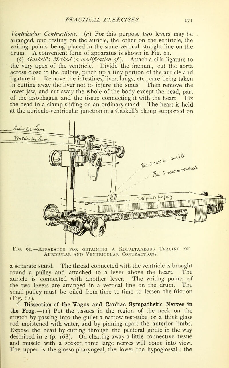 Ventricular Contractions.—{a) For this purpose two levers may be arranged, one resting on the auricle, the other on the ventricle, the writing points being placed in the same vertical straight line on the drum. A convenient form of apparatus is shown in Fig. 61. ib) Gaskell's Method (a modification of).—Attach a silk ligature to the very apex of the ventricle. Divide the fraenum, cut the aorta across close to the bulbus, pinch up a tiny portion of the auricle and ligature it. Remove the intestines, liver, lungs, etc., care being taken in cutting away the liver not to injure the sinus. Then remove the lower jaw, and cut away the whole of the body except the head, part of the oesophagus, and the tissue connecting it with the heart. Fix the head in a clamp sHding on an ordinary stand. The heart is held at the auriculo-ventricular junction in a Gaskell's clamp supported on YiG. 61.—Apparatus for obtaining a Simultaneous Tracing of Auricular and Ventricular Contractions. a separate stand. The thread connected with the ventricle is brought round a pulley and attached to a lever above the heart. The auricle is connected with another lever. The writing points of the two levers are arranged in a vertical line on the drum. The small pulley must be oiled from time to time to lessen the friction (Fig. 62). 6. Dissection of the Vagus and Cardiac Sympathetic Nerves in the Frog.—(i) Put the tissues in the region of the neck on the stretch by passing into the gullet a narrow test-tube or a thick glass rod moistened with water, and by pinning apart the anterior limbs. Expose the heart by cutting through the pectoral girdle in the way described in 2 (p. 168). On clearing away a little connective tissue and muscle with a seeker, three large nerves will come into view. The upper is the glosso-pharyngeal, the lower the hypoglossal ; the