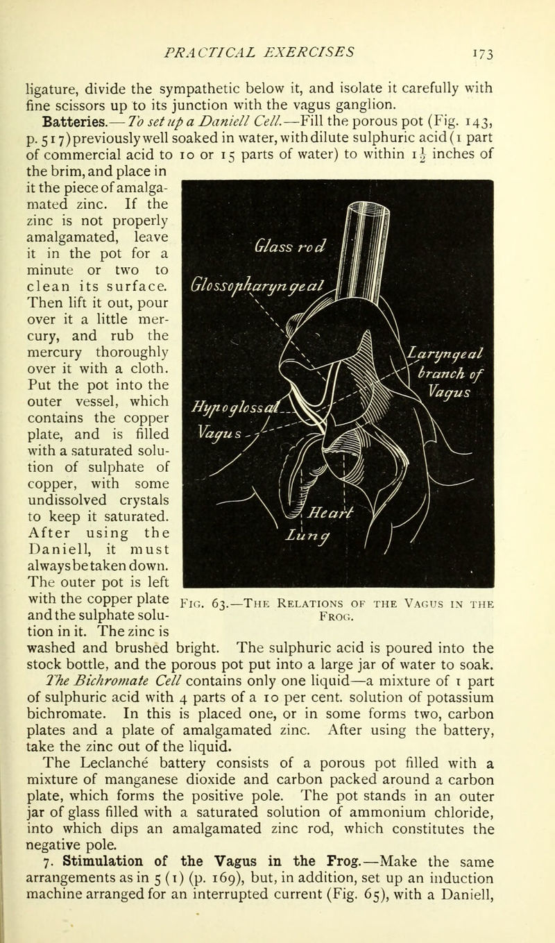 ligature, divide the sympathetic below it, and isolate it carefully with fine scissors up to its junction with the vagus ganglion. Batteries.— To setup a Daniell Cell.—Fill the porous pot (Fig. 143, p. 517) previously well soaked in water, with dilute sulphuric acid(i part of commercial acid to 10 or 15 parts of water) to within i^- inches of the brim, and place in it the piece of amalga- mated zinc. If the zinc is not properly amalgamated, leave it in the pot for a minute or two to clean its surface. Then lift it out, pour over it a little mer- cury, and rub the mercury thoroughly over it with a cloth. Put the pot into the outer vessel, which contains the copper plate, and is filled with a saturated solu- tion of sulphate of copper, with some undissolved crystals to keep it saturated. After using the Daniell, it must always be taken down. The outer pot is left with the copper plate and the sulphate solu- tion in it. The zinc is washed and brushed bright. The sulphuric acid is poured into the stock bottle, and the porous pot put into a large jar of water to soak. T'he Bichromate Cell contains only one liquid—a mixture of i part of sulphuric acid with 4 parts of a 10 per cent, solution of potassium bichromate. In this is placed one, or in some forms two, carbon plates and a plate of amalgamated zinc. After using the battery, take the zinc out of the liquid. The Leclanche battery consists of a porous pot filled with a mixture of manganese dioxide and carbon packed around a carbon plate, which forms the positive pole. The pot stands in an outer jar of glass filled with a saturated solution of ammonium chloride, into which dips an amalgamated zinc rod, which constitutes the negative pole. 7. Stimulation of the Vagus in the Frog.—Make the same arrangements as in 5 (i) (p. 169), but, in addition, set up an induction machine arranged for an interrupted current (Fig. 65), with a Daniell, -The Relations of Frog. ruE Vagus in the