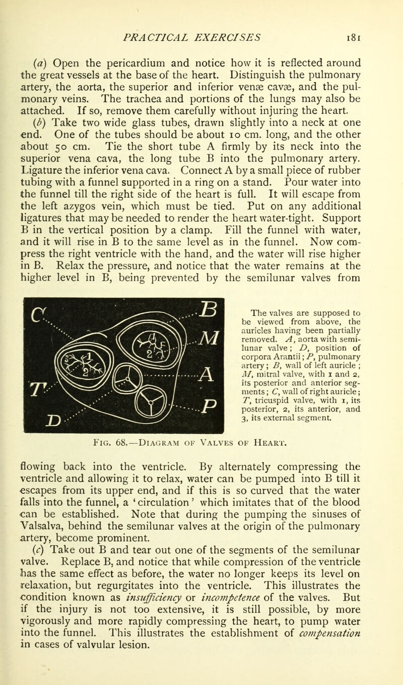 {a) Open the pericardium and notice how it is reflected around the great vessels at the base of the heart. Distinguish the pulmonary artery, the aorta, the superior and inferior venae cavae, and the pul- monary veins. The trachea and portions of the lungs may also be attached. If so, remove them carefully without injuring the heart. {b) Take two wide glass tubes, drawn slightly into a neck at one end. One of the tubes should be about lo cm. long, and the other about 50 cm. Tie the short tube A firmly by its neck into the superior vena cava, the long tube B into the pulmonary artery. Ligature the inferior vena cava. Connect A by a small piece of rubber tubing with a funnel supported in a ring on a stand. Pour water into the funnel till the right side of the heart is full. It will escape from the left azygos vein, which must be tied. Put on any additional ligatures that may be needed to render the heart water-tight. Support B in the vertical position by a clamp. Fill the funnel with water, and it will rise in B to the same level as in the funnel. Now com- press the right ventricle with the hand, and the water will rise higher in B. Relax the pressure, and notice that the water remains at the higher level in B, being prevented by the semilunar valves from flowing back into the ventricle. By alternately compressing the ventricle and allowing it to relax, water can be pumped into B till it escapes from its upper end, and if this is so curved that the water falls into the funnel, a ' circulation' which imitates that of the blood can be established. Note that during the pumping the sinuses of Valsalva, behind the semilunar valves at the origin of the pulmonary artery, become prominent. {c) Take out B and tear out one of the segments of the semilunar valve. Replace B, and notice that while compression of the ventricle has the same effect as before, the water no longer keeps its level on relaxation, but regurgitates into the ventricle. This illustrates the condition known as i7isufficie7icy or inco7npetence of the valves. But if the injury is not too extensive, it is still possible, by more vigorously and more rapidly compressing the heart, to pump water into the funnel. This illustrates the establishment of compensation in cases of valvular lesion. The valves are supposed to be viewed from above, the auricles having been partially- removed. A, aorta with semi- lunar valve; D, position of corpora Arantii; P, pulmonary- artery ; B, wall of left auricle ; M, mitral valve, with i and 2, its posterior and anterior seg- ments ; C, wall of right auricle; T, tricuspid valve, with i, its posterior, 2, its anterior, and 3, its external segment. Fig. 68.—Diagram of Valves of Heart.