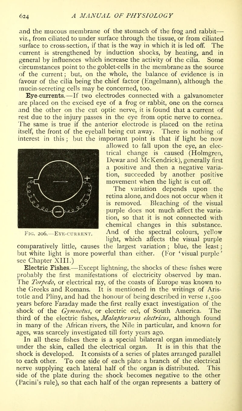 and the mucous membrane of the stomach of the frog and rabbit— viz., from cihated to under surface through the tissue, or from ciHated surface to cross-section, if that is the way in which it is led off. The current is strengthened by induction shocl^s, by heating, and in general by influences which increase the activity of the cilia. Some circumstances point to the goblet-cells in the membrane as the source of the current; but, on the whole, the balance of evidence is in favour of the cilia being the chief factor (Engelmann), although the mucin-secreting cells may be concerned, too. Eye-currents.—If two electrodes connected with a galvanometer are placed on the excised eye of a frog or rabbit, one on the cornea and the other on the cut optic nerve, it is found that a current of rest due to the injury passes in the eye from optic nerve to cornea. The same is true if the anterior electrode is placed on the retina itself, the front of the eyeball being cut away. There is nothing of interest in this ; but the important point is that if light be now- allowed to fall upon the eye, an elec- trical change is caused (Holmgren, Dewar and McKendrick), generally first a positive and then a negative varia- tion, succeeded by another positive movement when the light is cut off. The variation depends upon the retina alone, and does not occur when it is removed. Bleaching of the visual purple does not much affect the varia- tion, so that it is not connected with chemical changes in this substance. Fig. 2o6.~Eye-curkent. -'^''^ the spectral colours, yellow light, which affects the visual purple comparatively little, causes the largest variation ; blue, the least; but white light is more powerful than either. (For ' visual purple' see Chapter XIII.) Electric Fishes.—Except lightning, the shocks of these fishes were probably the first manifestations of electricity observed by man. The Torpedo^ or electrical ray, of the coasts of Europe was known to the Greeks and Romans. It is mentioned in the writings of Aris- totle and Pliny, and had the honour of being described in verse 1,500 years before Faraday made the first really exact investigation of the shock of the Gymnotiis, or electric eel, of South America. The third of the electric fishes, Aialapterurus eledricus, although found in many of the African rivers, the Nile in particular, and known for ages, was scarcely investigated till forty years ago. In all these fishes there is a special bilateral organ immediately under the skin, called the electrical organ. It is in this that the shock is developed. It consists of a series of plates arranged parallel to each other. To one side of each plate a branch of the electrical nerve supplying each lateral half of the organ is distributed. This side of the plate during the shock becomes nega:tive to the other (Pacini's rule), so that each half of the organ represents a battery of