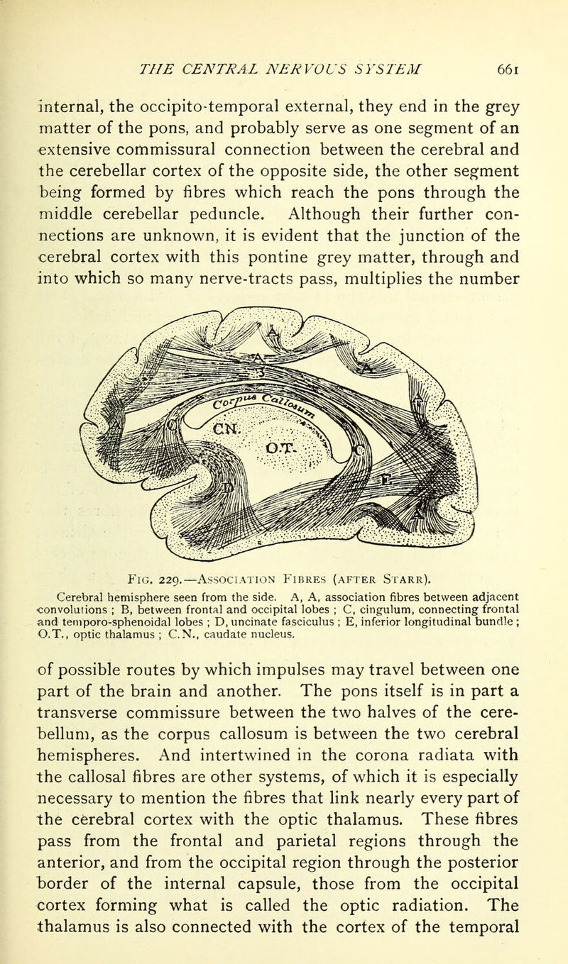 internal, the occipito-temporal external, they end in the grey matter of the pons, and probably serve as one segment of an extensive commissural connection between the cerebral and the cerebellar cortex of the opposite side, the other segment being formed by fibres which reach the pons through the middle cerebellar peduncle. Although their further con- nections are unknown, it is evident that the junction of the cerebral cortex with this pontine grey matter, through and into which so many nerve-tracts pass, multiplies the number Fig. 229.—Association Fibres (after Starr). Cerebral hemisphere seen from the side. A, A, association fibres between adjacent •convolutions ; B, between frontal and occipital lobes ; C, cingulum, connecting frontal and temporo-sphenoidal lobes ; D, uncinate fasciculus ; E, inferior longitudinal bundle ; O.T., optic thalamus ; C. N., caudate nucleus. of possible routes by which impulses may travel between one part of the brain and another. The pons itself is in part a transverse commissure between the two halves of the cere- bellum, as the corpus callosum is between the two cerebral hemispheres. And intertwined in the corona radiata with the callosal fibres are other systems, of which it is especially necessary to mention the fibres that link nearly every part of the cerebral cortex with the optic thalamus. These fibres pass from the frontal and parietal regions through the anterior, and from the occipital region through the posterior border of the internal capsule, those from the occipital cortex forming what is called the optic radiation. The thalamus is also connected with the cortex of the temporal