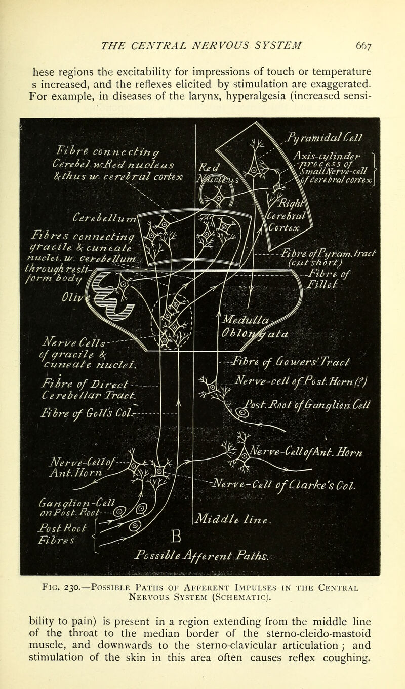 hese regions the excitability for impressions of touch or temperature s increased, and the reflexes elicited by stimulation are exaggerated. For example, in diseases of the larynx, hyperalgesia (increased sensi- FiG. 230.—Possible Paths of Afferent Impulses in the Central Nervous System (Schematic). bility to pain) is present in a region extending from the middle line of the throat to the median border of the sterno-cleido-mastoid muscle, and downwards to the sterno-clavicular articulation ; and stimulation of the skin in this area often causes reflex coughing.