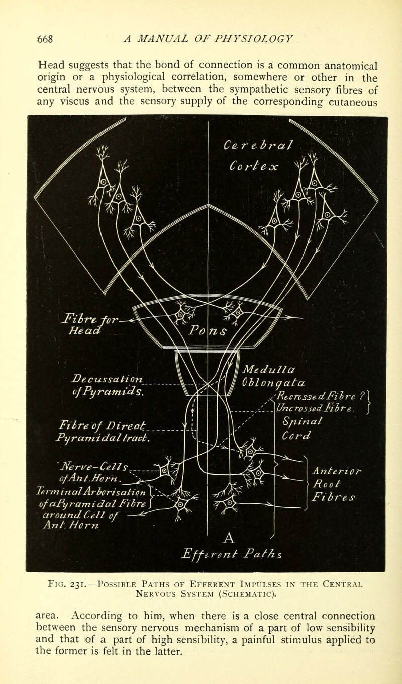 Head suggests that the bond of connection is a common anatomical origin or a physiological correlation, somewhere or other in the central nervous system, between the sympathetic sensory fibres of any viscus and the sensory supply of the corresponding cutaneous J^ii t^e fo r—A- Head \ JDecussation of Pyramids. Fibre of I)ireet_ ^ Pyramidal tract. 'Nerve- Cell 9^ of An t. ffo rn. Term inalArborisation \ ofaPy rami dal Fibre J around Cetl of — Ant. Horn Fig. 231. -Possible Paths of Efferent Impulses in the Central Nervous System (Schematic). area. According to him, when there is a close central connection between the sensory nervous mechanism of a part of low sensibility and that of a part of high sensibility, a painful stimulus applied to the former is felt in the latter.