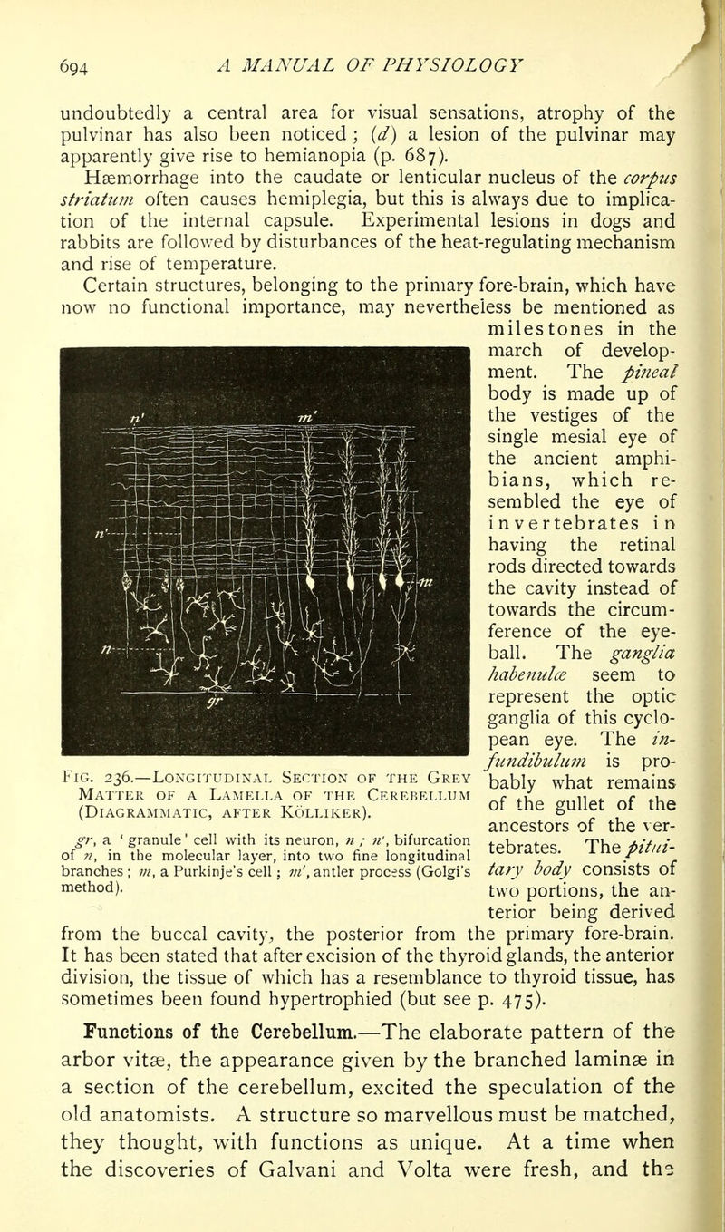 undoubtedly a central area for visual sensations, atrophy of the pulvinar has also been noticed ; {d) a lesion of the pulvinar may apparently give rise to hemianopia (p. 687). Haemorrhage into the caudate or lenticular nucleus of the corpus striatum often causes hemiplegia, but this is always due to implica- tion of the internal capsule. Experimental lesions in dogs and rabbits are followed by disturbances of the heat-regulating mechanism and rise of temperature. Certain structures, belonging to the primary fore-brain, which have now no functional importance, may nevertheless be mentioned as milestones in the march of develop- ment. The pineal body is made up of the vestiges of the single mesial eye of the ancient amphi- bians, which re- sembled the eye of invertebrates in having the retinal rods directed towards the cavity instead of towards the circum- ference of the eye- ball. The ganglia habefiulce seem to represent the optic ganglia of this Cyclo- pean eye. The in- fmidibulum is pro- bably what remains of the gullet of the ancestors of the ver- tebrates. The pitui- tary body consists of two portions, the an- terior being derived from the buccal cavity^ the posterior from the primary fore-brain. It has been stated that after excision of the thyroid glands, the anterior division, the tissue of which has a resemblance to thyroid tissue, has sometimes been found hypertrophied (but see p. 475). Functions of the Cerebellum.—The elaborate pattern of the arbor vitse, the appearance given by the branched laminae in a section of the cerebellum, excited the speculation of the old anatomists. A structure so marvellous must be matched, they thought, with functions as unique. At a time w^hen the discoveries of Galvani and Volta were fresh, and the Fig. 236.—Longitudinal Section of the Grey Matter of a Lamella of the Cerebellum (Diagrammatic, after Kolliker). gr, a ' granule' cell with its neuron, n ; n', bifurcation of 71, in the molecular layer, into two fine longitudinal branches ; ;//, a Purkinje's cell; in', antler process (Golgi's method).