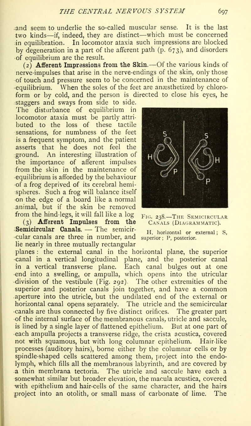 .and seem to underlie the so-called muscular sense. It is the last two kinds—if, indeed, they are distinct—which must be concerned in equilibration. In locomotor ataxia such impressions are blocked by degeneration in a part of the afferent path (p. 673), and disorders •of equilibrium are the result. (2) Afferent Impressions from the Skin.—Of the various kinds of nerve-impulses that arise in the nerve-endings of the skin, only those of touch and pressure seem to be concerned in the maintenance of ■ equilibrium. When the soles of the feet are anaesthetized by chloro- form or by cold, and the person is directed to close his eyes, he staggers and sways from side to side. The disturbance of equilibrium in locomotor ataxia must be partly attri- buted to the loss of these tactile sensations, for numbness of the feet is a frequent symptom, and the patient asserts that he does not feel the ground. An interesting illustration of the importance of afferent impulses from the skin in the maintenance of equilibrium is afforded by the behaviour of a frog deprived of its cerebral hemi- spheres. Such a frog will balance itself on the edge of a board like a normal animal, but if the skin be removed from the hind-legs, it will fall like a log (3) Afferent Impulses from the Semicircular Canals. — The semicir- cular canals are three in number, and lie nearly in three mutually rectangular planes : the external canal in the horizontal plane, the superior canal in a vertical longitudinal plane, and the posterior canal in a vertical transverse plane. Each canal bulges out at one end into a swelling, or ampulla, which opens into the utricular division of the vestibule (Fig. 292), The other extremities of the superior and posterior canals join together, and have a common aperture into the utricle, but the undilated end of the external or horizontal canal opens separately. The utricle and the semicircular canals are thus connected by five distinct orifices. The greater part of the interna] surface of the membranous canals, utricle and saccule, is lined by a single layer of flattened epithelium. But at one part of each ampulla projects a transverse ridge, the crista acustica, covered not with squamous, but with long columnar epithelium. Hair-like processes (auditory hairs), borne either by the columnar cells or by spindle-shaped cells scattered among them, project into the endo- lymph, which fills all the membranous labyrinth, and are covered by a thin membrana tectoria. The utricle and saccule have each a somewhat similar but broader elevation, the macula acustica, covered ■Avith epithelium and hair-cells of the same character, and the hairs project into an otolith, or small mass of carbonate of lime. The Fig. 238.—The Semicircular Canals (Diagrammatic). H, horizontal or external superior; P, posterior. S,