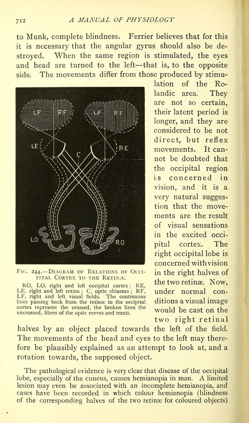 to Munk, complete blindness. Ferrier believes that for this it is necessary that the angular gyrus should also be de- stroyed. When the same region is stimulated, the eyes and head are turned to the left—that is, to the opposite side. The movements differ from those produced by stimu- lation of the Ro- landic area. They are not so certain, their latent period is longer, and they are considered to be not direct, but reflex movements. It can- not be doubted that the occipital region is concerned in vision, and it is a very natural sugges- tion that the move- ments are the result of visual sensations in the excited occi- pital cortex. The right occipital lobe is concerned with vision in the right halves of the two retinae. Now, under normal con- ditions a visual image would be cast on the two right retinal halves by an object placed towards the left of the field. The movements of the head and eyes to the left may there- fore be plausibly explained as an attempt to look at, and a rotation towards, the supposed object. The pathological evidence is very clear that disease of the occipital lobe, especially of the cuneus, causes hemianopia in man. A limited lesion may even be associated with an incomplete hemianopia, and cases have been recorded in which colour hemianopia (blindness of the corresponding halves of the two retinae for coloured objects) Fig. 244.—Diagram of Relations of Occi- pital Cortex to the Retin.e. RO, LO, right and left occipital cortex; RE, LE, right and left retina ; C, optic chiasma ; RF, LF, right and left visual fields. The continuous hnes passing back from the retinas to the occipital cortex represent the crossed, the broken lines the uncrossed, fibres of the optic nerves and tracts.