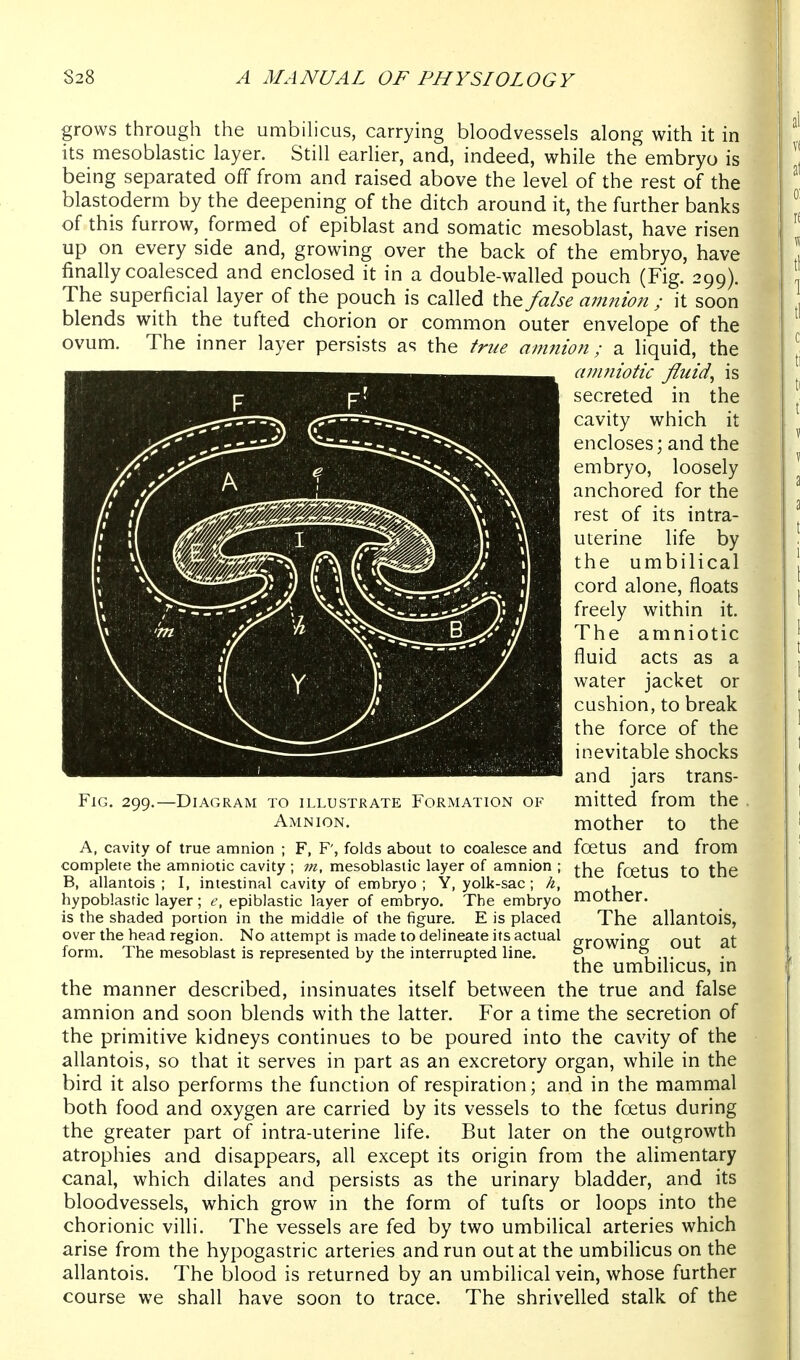 grows through the umbilicus, carrying bloodvessels along with it in its mesoblastic layer. Still earlier, and, indeed, while the embryo is being separated off from and raised above the level of the rest of the blastoderm by the deepening of the ditch around it, the further banks of this furrow, formed of epiblast and somatic mesoblast, have risen up on every side and, growing over the back of the embryo, have finally coalesced and enclosed it in a double-walled pouch (Fig. 299). The superficial layer of the pouch is called the false amnion ; it soon blends with the tufted chorion or common outer envelope of the ovum. The inner layer persists a<? the fme amnion; a liquid, the anmiotic fluid^ is secreted in the cavity which it encloses; and the embryo, loosely anchored for the rest of its intra- uterine life by the umbilical cord alone, floats freely within it. The amniotic fluid acts as a water jacket or cushion, to break the force of the inevitable shocks and jars trans- mitted from the mother to the A, cavity of true amnion ; F, F', folds about to coalesce and foetUS and from complete the amniotic cavity ; 7n, mesoblastic layer of amnion ; j-j-^g foetUS tO the B, allantois ; I, intestinal cavity of embryo; Y, yolk-sac ; h, , hypoblastic layer; e, epiblastic layer of embryo. The embryo mother, is the shaded portion in the middle of the figure. E is placed The allantois, over the head region. No attempt is made to delineate its actual rrj-owino OUt at form. The mesoblast is represented by the interrupted line. °, ^ . the umbuicus, m the manner described, insinuates itself between the true and false amnion and soon blends with the latter. For a time the secretion of the primitive kidneys continues to be poured into the cavity of the allantois, so that it serves in part as an excretory organ, while in the bird it also performs the function of respiration; and in the mammal both food and oxygen are carried by its vessels to the foetus during the greater part of intra-uterine life. But later on the outgrowth atrophies and disappears, all except its origin from the alimentary canal, which dilates and persists as the urinary bladder, and its bloodvessels, which grow in the form of tufts or loops into the chorionic villi. The vessels are fed by two umbilical arteries which arise from the hypogastric arteries and run out at the umbilicus on the aflantois. The blood is returned by an umbilical vein, whose further course we shall have soon to trace. The shrivelled stalk of the Fig. 299.—Diagram to illustrate Formation of Amnion.