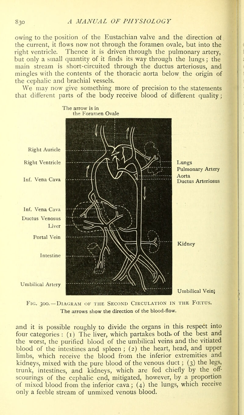 owing to the position of the Eustachian valve and the direction of the current, it flows now not through the foramen ovale, but into the right ventricle. Thence it is driven through the pulmonary artery, but only a small quantity of it finds its way through the lungs; the main stream is short-circuited through the ductus arteriosus, and mingles with the contents of the thoracic aorta below the origin of the cephalic and brachial vessels. We may now give something more of precision to the statements that different parts of the body receive blood of different quality; The arrow is in the Foramen Ovale Right Auricle Right Ventricle Inf. Vena Cava Inf. Vena Cava Ductus Venosus Liver Portal Vein Intestine Umbilical Artery Lungs Pulmonary Artery Aorta Ductus Arteriosus Kidney Umbilical Vein) Fig. 300.—Diagram of the Second Circulation in the Fcetus. The arrows show the direction of the blood-flow. and it is possible roughly to divide the organs in this respect into four categories : (i) The liver, which partakes both, of the best and the worst, the purified blood of the umbilical veins and the vitiated blood of the intestines and spleen ; (2) the heart, head, and upper limbs, which receive the blood from the inferior extremities and kidneys, mixed with the pure blood of the venous duct; (3) the legs, trunk, intestines, and kidneys, which are fed chiefly by the off- scourings of the cephalic end, mitigated, however, by a proportion of mixed blood from the inferior cava; (4) the lungs, which receive only a feeble stream of unmixed venous blood.