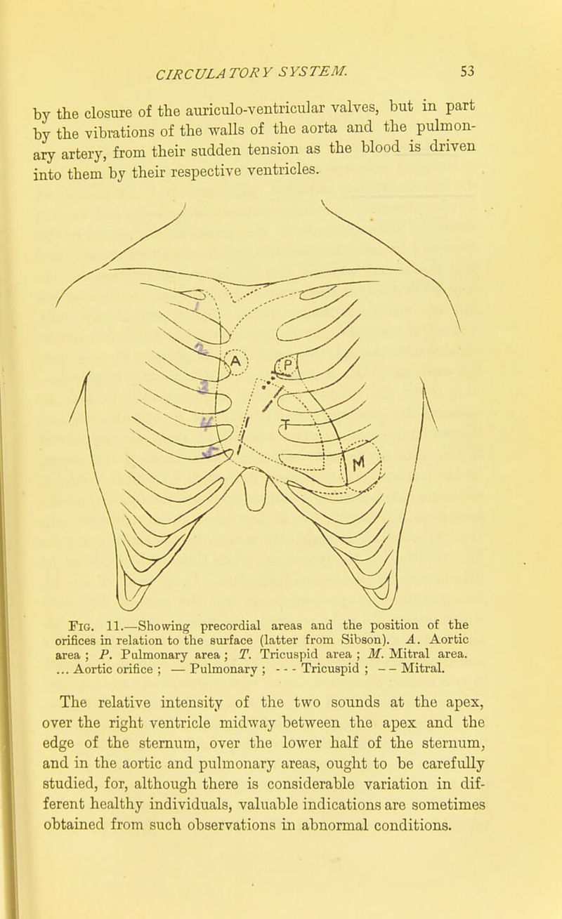 by the closure of the auriculo-ventricular valves, but in part by the vibrations of the walls of the aorta and the pulmon- ary artery, from their sudden tension as the blood is driven into tbem by their respective ventricles. Fig. 11.—Showing precordial areas and the position of the orifices in relation to the surface (latter from Sibson). A. Aortic area ; P. Pulmonary area; T. Tricuspid area ; M. Mitral area. ... Aortic orifice ; — Pulmonary ; Tricuspid ; — Mitral. The relative intensity of the two sounds at the apex, over the right ventricle midway between the apex and the edge of the sternum, over the lower half of the sternum, and in the aortic and pulmonary areas, ought to be carefully studied, for, although there is considerable variation in dif- ferent healthy individuals, valuable indications are sometimes obtained from such observations in abnormal conditions.