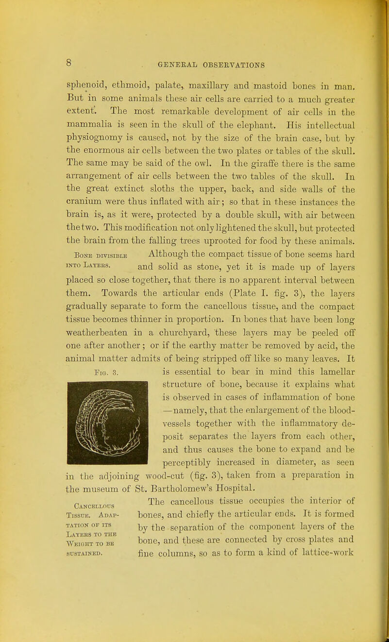 sphenoid, ethmoid, palate, maxillary and mastoid bones in man. But in some animals these air cells are carried to a much greater extent'. The most remarkable development of air cells in the mammalia is seen in the skull of the elephant. His intellectual physiognomy is caused, not by the size of the brain case, but by the enormous air cells between the two plates or tables of the skull. The same may be said of the owl. In the giraffe there is the same arrangement of air cells between the two tables of the skull. In the great extinct sloths the upper, back, and side walls of the cranium were thus inflated with air; so that in these instances the brain is, as it were, protected by a double skull, with air between the two. This modification not only lightened the skull, but protected the brain from the falling trees uprooted for food by these animals. BoNB DiTisiBLB Although the compact tissue of bone seems hard INTO Layees. and solid as stone, yet it is made up of layers placed so close together, that there is no apparent interval between them. Towards the articular ends (Plate I. fig. 3), the layers gradually separate to form the cancellous tissue, and the compact tissue becomes thinner in proportion. In bones that have been long weatherbeaten in a churchyard, 'these layers may be peeled off one after another; or if the earthy matter be removed by acid, the animal matter admits of being stripped off like so many leaves. It Fig. 3. is essential to bear in mind this lamellar structure of bone, because it explains what is observed in cases of inflammation of bone —namely, that the enlargement of the blood- vessels together with the inflammatory de- posit separates the layers from each otlier, and thus causes the bone to expand and be perceptibly increased in diameter, as seen in the adjoining wood-cut (fig. 3), taken from a preparation in the museum of St. Bartholomew's Hospital. Cancellous ^^^ cancellous tissue occupies the interior of TissuB. Adap- bones, and chiefly the articular ends. It is formed TATioN OF ITS ^j^g spparatiou of the component layers of the Weight TO bT bone, and these are connected by cross plates and SUSTAINED. fiue columns, so as to form a kind of lattice-work
