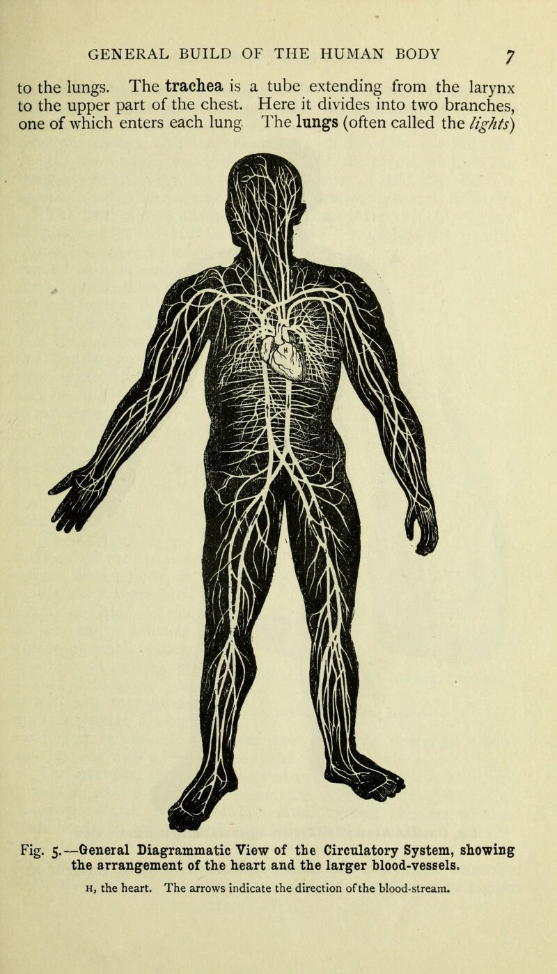 to the lungs. The trachea is a tube extending from the larynx to the upper part of the chest. Here it divides into two branches, one of which enters each lung The lungs (often called the lights) Fig. 5.—General Diagrammatic View of the Circulatory System, showing the arrangement of the heart and the larger blood-vessels. H, the heart. The arrows indicate the direction of the blood-stream.