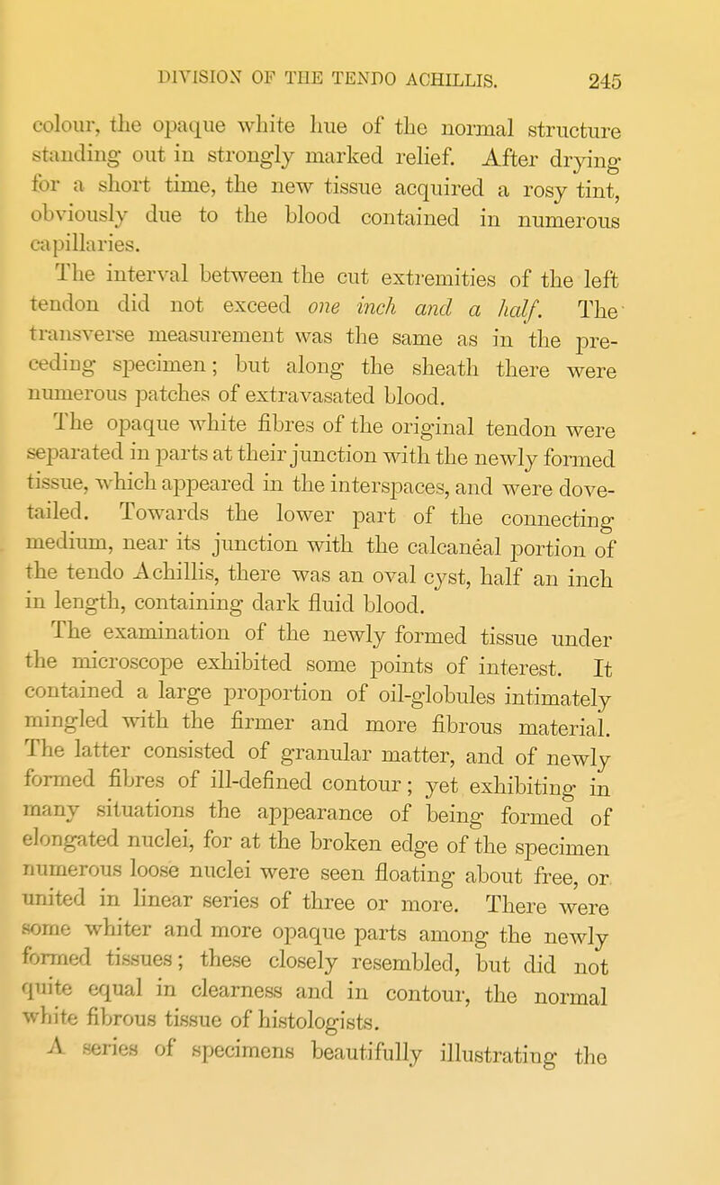 colour, the opaque white hue of the normal structure standing out in strongly marked relief. After drying for a short time, the new tissue acquired a rosy tint, obviously due to the blood contained in numerous capillaries. The interval between the cut extremities of the left tendon did not exceed one inch and a half. The transverse measurement was the same as in the pre- cediug specimen; but along the sheath there were numerous patches of extravasated blood. The opaque white fibres of the original tendon were separated in parts at their junction with the newly formed tissue, which appeared in the interspaces, and were clove- tailed. Towards the lower part of the connecting medium, near its junction with the calcaneal portion of the tendo A chillis, there was an oval cyst, half an inch in length, containing dark fluid blood. The examination of the newly formed tissue under the microscope exhibited some points of interest. It contained a large proportion of oil-globules intimately mingled with the firmer and more fibrous material. The latter consisted of granular matter, and of newly formed fibres of ill-defined contour; yet exhibiting in many situations the appearance of being formed of elongated nuclei, for at the broken edge of the specimen numerous loose nuclei were seen floating about free, or united in linear series of three or more. There were some whiter and more opaque parts among the newly formed tissues; these closely resembled, but did not quite equal in clearness and in contour, the normal white fibrous tissue of histologists. A series of specimens beautifully illustrating the
