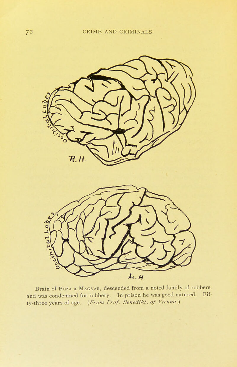 Brain of Boza a Magyar, descended from a noted family of robbers, and was condemned for robbery. In prison he was good natured. Fif- ty-three years of age. (Frotn Prof. Benedikl, of Vienna.')