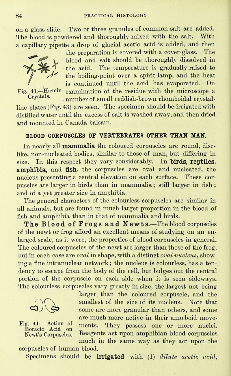 on a glass slide. Two or three granules of common salt are added. The blood is powdered and thoroughly mixed with the salt. With a capillary pipette a drop of glacial acetic acid is added, and then the preparation is covered with a cover-glass. The blood and salt should be thoroughlj^ dissolved in the acid. The temperature is gradually raised to the boiling-point over a spirit-lamp, and the heat is continued until the acid has evaporated. On Fig. 43.—Hfemin examination of the residue with the microscope a Crystals. number of small reddish-brown rhomboidal crystal- line plates (Fig. 43) are seen. The specimen should be irrigated with distilled water until the excess of salt is washed away, and then dried and mounted in Canada balsam. BLOOD COKPUSCLES OF VERTEBRATES OTHER THAN MAN. In nearly all mammalia the coloured corpuscles are round, disc- like, non-nucleated bodies, similar to those of man, but differing in size. In this respect they vary considerably. In birds, reptiles, amphibia, and fish, the corpuscles are oval and nucleated, the nucleus presenting a central elevation on each surface. These cor- puscles are larger in birds than in mammalia; still larger in fish ; and of a yet greater size in amphibia. The general characters of the colourless corpuscles are similar in all animals, but are found in much larger proportion in the blood of fish and amphibia than in that of mammalia and birds. The Blood of Frogs and Newts.—The blood corpuscles of the newt or frog afford an excellent means of studying on an en- larged scale, as it were, the properties of blood corpuscles in general. The coloured corpuscles of the newt are larger than those of the frog, but in each case are oval in shape, with a distinct oval nucleus, show- ing a fine intranuclear network; the nucleus is colourless, has a ten- dency to escape from the body of the cell, but bulges out the central portion of the corpuscle on each side when it is seen sideways. The colourless corpuscles vary greatly in size, the largest not being larger than the coloured corpuscle, and the smallest of the size of its nucleus. Note that some are more granular than others, and some are much more active in their amoeboid move- ^'Bomjic~^cid^ on They possess one or more nuclei. Newt's Corpuscles, Reagents act upon amphibian blood corpuscles much in the same way as they act upon the corpuscles of human blood. Specimens should be irrigated with (1) dilute acetic acid.