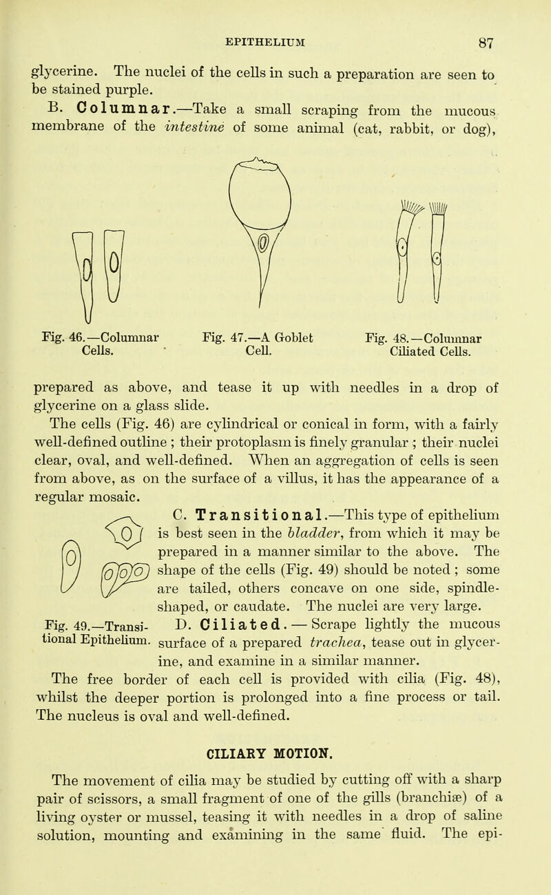 glycerine. The nuclei of the cells in such a preparation are seen to be stained purple. B. Columnar.—Take a small scraping from the mucous membrane of the intestine of some animal (cat, rabbit, or dog), Fig. 46.—Columnar Cells. Fig. 47 .—A Goblet CeU. Fig. 48.—Columnar CiUated CeUs. prepared as above, and tease it up with needles in a drop of glycerine on a glass slide. The cells (Fig. 46) are cylindrical or conical in form, with a fairly well-defined outline ; their protoplasm is finely granular ; their nuclei clear, oval, and well-defined. When an aggregation of cells is seen from above, as on the surface of a villus, it has the appearance of a regular mosaic. C. Transitional.—This type of epithelium is best seen in the bladder, from Avhich it may be prepared in a manner similar to the above. The shape of the cells (Fig. 49) should be noted ; some are tailed, others concave on one side, spindle- shaped, or caudate. The nuclei are very large. D. Ciliated. — Scrape lightly the mucous tional EpitheHum. surface of a prepared trachea, tease out in glycer- ine, and examine in a similar manner. The free border of each cell is provided with cilia (Fig. 48), whilst the deeper portion is prolonged into a fine process or tail. The nucleus is oval and well-defined. Fig. 49.—Transi- CILIARY MOTION. The movement of cilia may be studied by cutting ofif with a sharp pair of scissors, a small fragment of one of the gills (branchiae) of a living oyster or mussel, teasing it with needles in a drop of saline solution, mounting and examinmg in the same fluid. The epi-