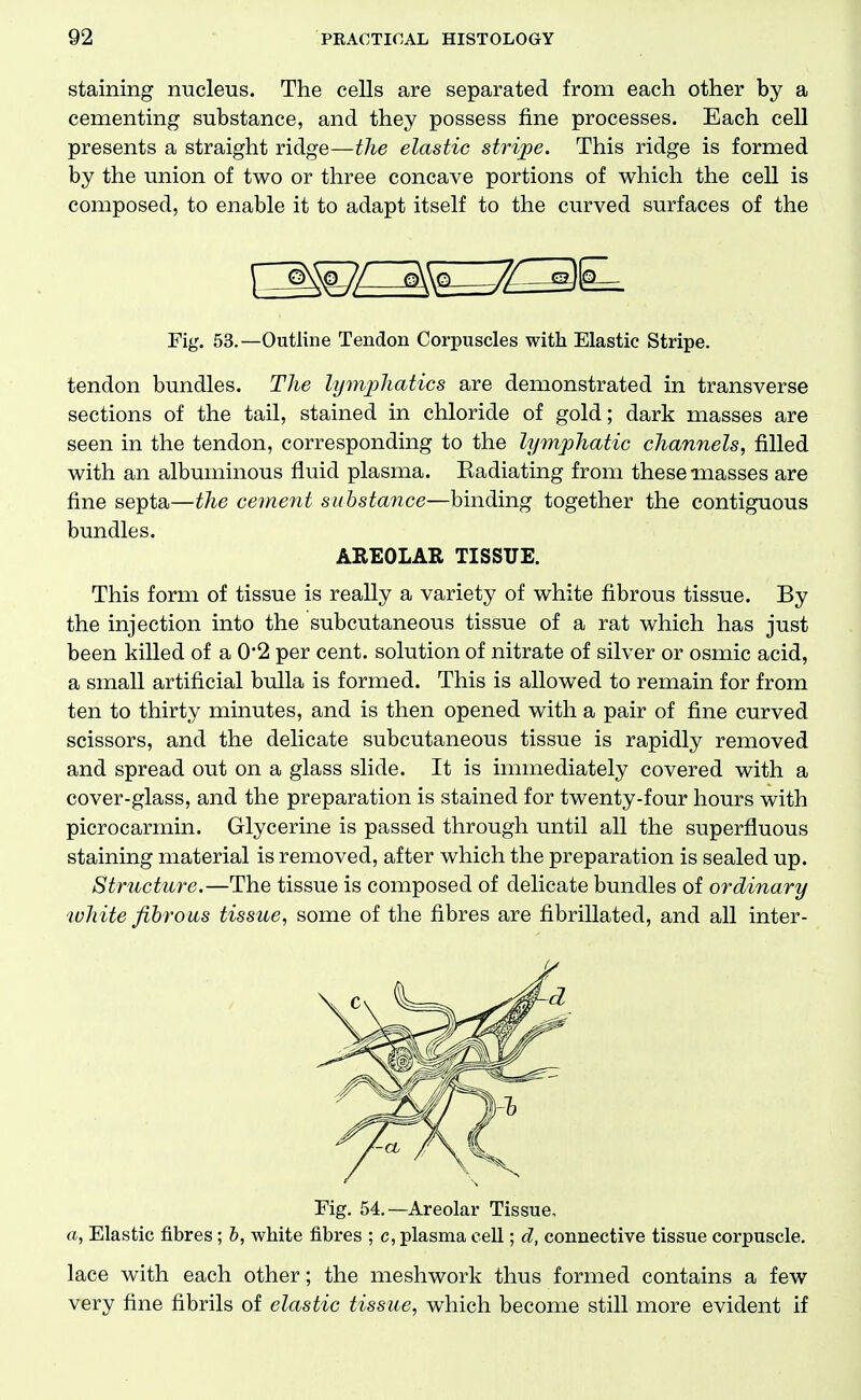 staining nucleus. The cells are separated from each other by a cementing substance, and they possess fine processes. Each cell presents a straight ridge—the elastic stripe. This ridge is formed by the union of two or three concave portions of which the cell is composed, to enable it to adapt itself to the curved surfaces of the Fig. 53.—Outline Tendon Corpuscles with Elastic Stripe. tendon bundles. The lymphatics are demonstrated in transverse sections of the tail, stained in chloride of gold; dark masses are seen in the tendon, corresponding to the lymphatic channels, filled with an albuminous fluid plasma. Eadiating from these masses are fine septa—the ce7nent substance—binding together the contiguous bundles. AREOLAR TISSUE. This form of tissue is really a variety of white fibrous tissue. By the injection into the subcutaneous tissue of a rat which has just been killed of a 0*2 per cent, solution of nitrate of silver or osmic acid, a small artificial bulla is formed. This is allowed to remain for from ten to thirty minutes, and is then opened with a pair of fine curved scissors, and the delicate subcutaneous tissue is rapidly removed and spread out on a glass slide. It is immediately covered with a cover-glass, and the preparation is stained for twenty-four hours with picrocarmin. Glycerine is passed through until all the superfluous staining material is removed, after which the preparation is sealed up. Structure.—The tissue is composed of delicate bundles of ordinary white fibrous tissue, some of the fibres are fibrillated, and all inter- Fig. 54.—Areolar Tissue, a, Elastic fibres; b, white fibres ; c, plasma cell; d, connective tissue corpuscle, lace with each other; the meshwork thus formed contains a few very fine fibrils of elastic tissue, which become still more evident if