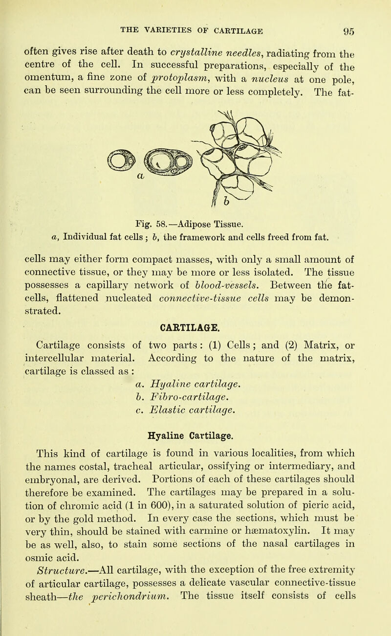 often gives rise after death to crystalline needles, radiating from the centre of the cell. In successful preparations, especially of the omentum, a fine zone of protoplasm, with a nucleus at one pole, can be seen surrounding the cell more or less completely. The fat- Fig. 58.—Adipose Tissue. a, Individual fat cells ; b, the framework and cells freed from fat. cells may either form compact masses, with only a small amount of connective tissue, or they may be more or less isolated. The tissue possesses a capillary network of blood-vessels. Between the fat- cells, flattened nucleated connective-tissue cells may be demon- strated. CARTILAGE. Cartilage consists of two parts : (1) Cells; and (2) Matrix, or intercellular material. According to the nature of the matrix, cartilage is classed as : a. Hyaline cartilage, h. Fihro-cartilage. c. Elastic cartilage. Hyaline Cartilage. This kind of cartilage is found in various localities, from which the names costal, tracheal articular, ossifying or intermediary, and embryonal, are derived. Portions of each of these cartilages should therefore be examined. The cartilages may be prepared in a solu- tion of chromic acid (1 in 600), in a saturated solution of picric acid, or by the gold method. In every case the sections, which must be very thin, should be stained with carmine or hsematoxylin. It may be as well, also, to stain some sections of the nasal cartilages in osmic acid. Structure.—All cartilage, with the exception of the free extremity of articular cartilage, possesses a delicate vascular connective-tissue sheath—the pericliondrium. The tissue itself consists of cells