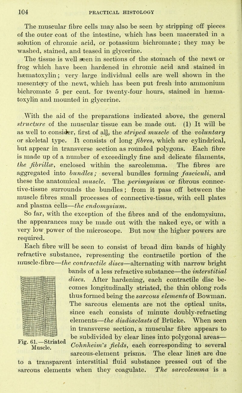 The muscular fibre cells may also be seen by stripping off pieces of the outer coat of the intestine, which has been macerated in a solution of chromic acid, or potassium bichromate; they may be washed, stained, and teased in glycerine. The tissue is well seen in sections of the stomach of the newt or frog which have been hardened in chromic acid and stained in haematoxylin; very large individual cells are well shown in the mesente;ry of the newt, which has been put fresh into ammonium bichromate 5 per cent, for twenty-four hours, stained in hsema- toxylin and mounted in glycerine. With the aid of the preparations indicated above, the general structure of the muscular tissue can be made out. (1) It will be as well to consider, first of al|,, the stripped muscle of the voluntary or skeletal type. I't consists of long fibres, which are cylindrical, but appear in transverse section as rounded polygons. Each fibre is made up of a number of exceedingly fine and delicate filaments, the fibrillce, enclosed within the sarcolemma. The fibres are aggregated into bundles; several bundles forming fasciculi, and these the anatomical muscle. The perimysium or fibrous connec- tive-tissue surrounds the bundles ; from it pass off between the muscle fibres small processes of connective-tissue, with cell plates and plasma cells—the endomysium. So far, with the exception of the fibres and of the endomysium, the appearances may be made out with the naked eye, or with a very low power of the microscope. But now the higher powers are required. Each fibre will be seen to consist of broad dim bands of highly refrajctive substance, representing the contractile portion of the muscle-fibre—the contractile discs—alternating with narrow bright bands of a less refractive substance—the interstitial discs. After hardening, each contractile disc be- comes longitudinally striated, the thin oblong rods thus formed being the sarcous elements of Bowman. The sarcous elements are not the optical units, since each consists of minute doubly-refracting elements—the disdiaclasts oi Briicke. When seen in transverse section, a muscular fibre appears to be subdivided by clear lines into polygonal areas— Musda ^^^^ Cohnheim's fields, each corresponding to several sarcous-element prisms. The clear lines are due to a transparent interstitial fluid substance pressed out of the sarcous elements when they coagulate. The sarcolemma is a