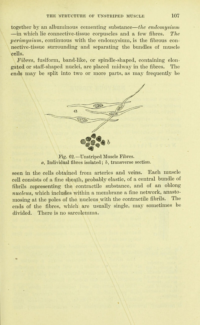 together by an albuminous cementing substance—the endomysiwnt —in which he comiective-tissue corpuscles and a few fibres. Tlie perimysium, continuous with the endomj-sium, is the fibrous con- nective-tissue surrounding and separating the bundles of muscle cells. Fibres, fusiform, band-like, or spindle-shaped, containing elon- gated or staff-shaped nuclei, are placed midway in the fibres. The ends may be split into two or more parts, as may frequently be Fig. 62. —Unstripecl Muscle Fibres. a, IncTividual fibres isolated; h, transverse section. seen in the cells obtained from arteries and veins. Each muscle cell consists of a fine sheath, probably elastic, of a central bundle of fibrils representing the contractile substance, and of an oblong nucleus, which includes within a membrane a fine network, anasto- mosing at the poles of the nucleus with the contractile fibrils. The ends of the fibres, which are usually single, may sometimes be divided. There is no sarcolemma.