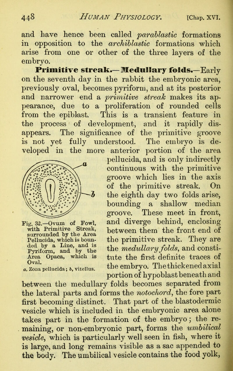 and have hence been called parahlastic formations in opposition to the archiblastic formations which arise from one or other of the three layers of the embryo. Primitive streak.— Medullary folds,—Early on the seventh day in the rabbit the embryonic area, previously oval, becomes pyriform, and at its posterior and narrower end a primitive streak makes its ap- pearance, due to a proliferation of rounded cells from the epiblast. This is a transient feature in the process of development, and it rapidly dis- appears. The significance of the primitive groove is not yet fully understood. The embryo is de- veloped in the more anterior portion of the area pellucid a, and is only indirectly continuous with the primitive groove which lies in the axis of the primitive streak. On the eighth day two folds arise, bounding a shallow median groove. These meet in front, and diverge behind, enclosing between them the front end of the primitive streak. They are the medullary folds, and consti- tute the first definite traces of the embryo. The thickened axial portion of hypoblast beneath and between the medullary folds becomes separated from the lateral parts and forms the notochord, the fore part first becoming distinct. That part of the blastodermic vesicle which is included in the embryonic area alone takes part in the formation of the embryo; the re- . maining, or non-embryonic part, forms the umbilical vesicle, which is particularly well seen in fish, where it is large, and long remains visible as a sac appended to the body. The umbilical vesicle contains the food yolk, Fig. 32.—Ovum of Fowl, with. Primitive Streak, surrounded by the Area Pellucida, which is boun- ded by a Line, and is Pyriform, and by the Area Opaca, which is Oval.