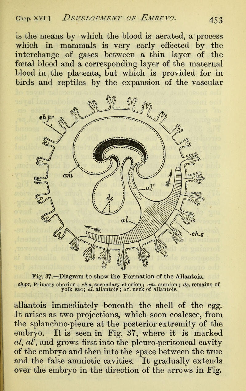 is the means by which the blood is aerated, a process which in mammals is very early effected by the interchange of gases between a thin layer of the foetal blood and a corresponding layer of the maternal blood in the placenta, but which is provided for in birds and reptiles by the expansion of the vascular Fig. 37.—Diagram to show the Formation of the Allantois. cfe.pr, Primary chorion ; cfe.s, secondary chorion ; am, amnion; ds, remains of yolk sac; al, allantois; al\ neck of allantois. allantois immediately beneath the shell of the egg. It arises as two projections, which soon coalesce, from the splanchno-pleure at the posterior extremity of the embryo. It is seen in Fig. 37, where it is marked al^ aV, and grows first into the pleuro-peritoneal cavity of the embryo and then into the space between the true and the false amniotic cavities. It gradually extends over the embryo in the direction of the arrows in Fig.