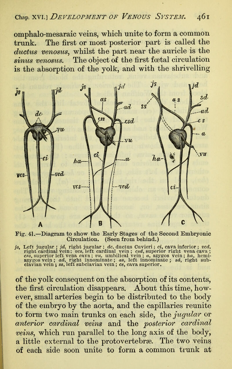omphalo-mesaraic veins, which unite to form a common trunk. The first or most posterior part is called the ductus venosus, whilst the part near the auricle is the sinus venosus. The object of the first foetal circulation is the absorption of the yolk, and with the shrivelling Fig. 41.—Diagram to show the Early Stages of the Second Embryonic Circulation. (Seen from behind.) js, Left jugular ; jd, right jugular ; dc, ductus Cuvieri; ci, cava inferior ; vcd, right cardinal vein; vcs, left cardinal vein ; csd, superior right vena cava ; c.<!s, superior left vena cava; vu, unihilical vein ; a, azygos vein ; ha, hemi- azygos vein ; ad, right innominate; as, left innominate ; sd, right sub- clavian vein ; ss, left subclavian vein; cs, cava superior. of the yolk consequent on the absorption of its contents, the first circulation disappears. About this time, how- ever, small arteries begin to be distributed to the body of the embryo by the aorta, and the capillaries reunite to form two main trunks on each side, the jugular or anterior cardinal veins and the posterior cardinal veins, which run parallel to the long axis of the body, a little external to the protovertebrse. The two veins of each side soon unite to form a common trunk at