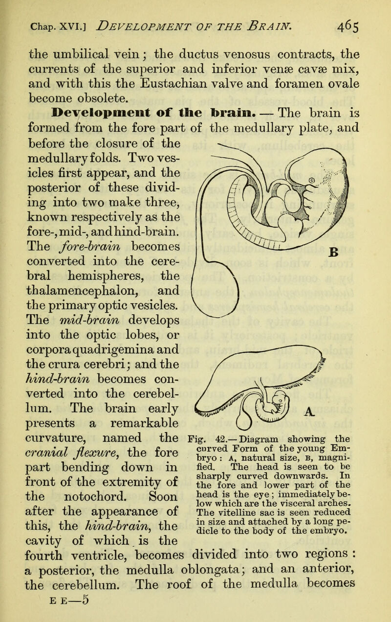 the umbilical vein; the ductus venosus contracts, the currents of the superior and inferior vense cavse mix, and with this the Eustachian valve and foramen ovale become obsolete. Development of the brain. — The brain is formed from the fore part of the medullary plate^ and before the closure of the medullary folds. Two ves- icles first appear, and the posterior of these divid- ing into two make three, known respectively as the fore-, mid-, and hind-brain. The fore-hrain becomes converted into the cere- bral hemispheres, the thalamencephalon, and the primary optic vesicles. The mid-brain develops into the optic lobes, or corpora quadrigemina and the crura cerebri; and the hind-brain becomes con- verted into the cerebel- lum. The brain early presents a remarkable curvature, named the cranial flexure, the fore part bending down in front of the extremity of the notochord. Soon after the appearance of this, the hind-brain, the cavity of which. is the fourth ventricle, becomes divided into two regions : a posterior, the medulla oblongata; and an anterior, the cerebellum. The roof of the medulla becomes E E—5 -Diagram showing the curved Form of the young Em- bryo : A, natural size, b, magni- fied. The head is seen to be sharply curved downwards. In the fore and lower part of the head is the eye; immediately be- low which are the visceral arches. The vitelline sac is seen reduced in size and attached by a long pe- dicle to the body of the embryo.