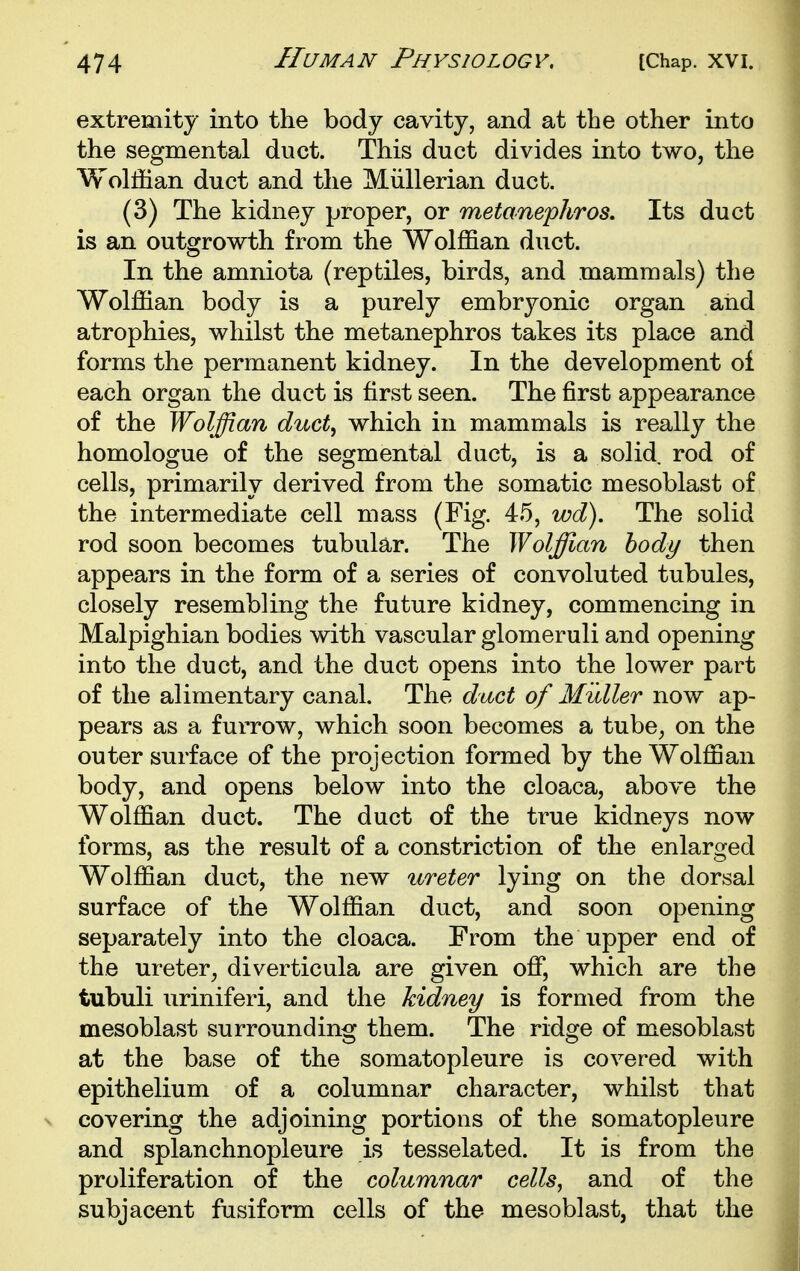 extremity into the body cavity, and at the other into the segmental duct. This duct divides into two, the Woliiian duct and the Miillerian duct. (3) The kidney proper, or metanephros. Its duct is an outgrowth from the Wolffian duct. In the amniota (reptiles, birds, and mammals) the Wolffian body is a purely embryonic organ and atrophies, whilst the metanephros takes its place and forms the permanent kidney. In the development of each organ the duct is first seen. The first appearance of the Wolffian duct^ which in mammals is really the homologue of the segmental duct, is a solid, rod of cells, primarily derived from the somatic mesoblast of the intermediate cell mass (Fig. 45, wd). The solid rod soon becomes tubular. The Wolffian body then appears in the form of a series of convoluted tubules, closely resembling the future kidney, commencing in Malpighian bodies with vascular glomeruli and opening into the duct, and the duct opens into the lower part of the alimentary canal. The duct of Muller now ap- pears as a furrow, which soon becomes a tube, on the outer surface of the projection formed by the Wolffian body, and opens below into the cloaca, above the Wolffian duct. The duct of the true kidneys now forms, as the result of a constriction of the enlarged Wolffian duct, the new ureter lying on the dorsal surface of the Wolffian duct, and soon opening separately into the cloaca. From the upper end of the ureter, diverticula are given off, which are the tubuli uriniferi, and the kidney is formed from the mesoblast surrounding them. The ridge of mesoblast at the base of the somatopleure is covered with epithelium of a columnar character, whilst that covering the adjoining portions of the somatopleure and splanchnopleure is tesselated. It is from the proliferation of the columnar cells, and of the subjacent fusiform cells of the mesoblast, that the