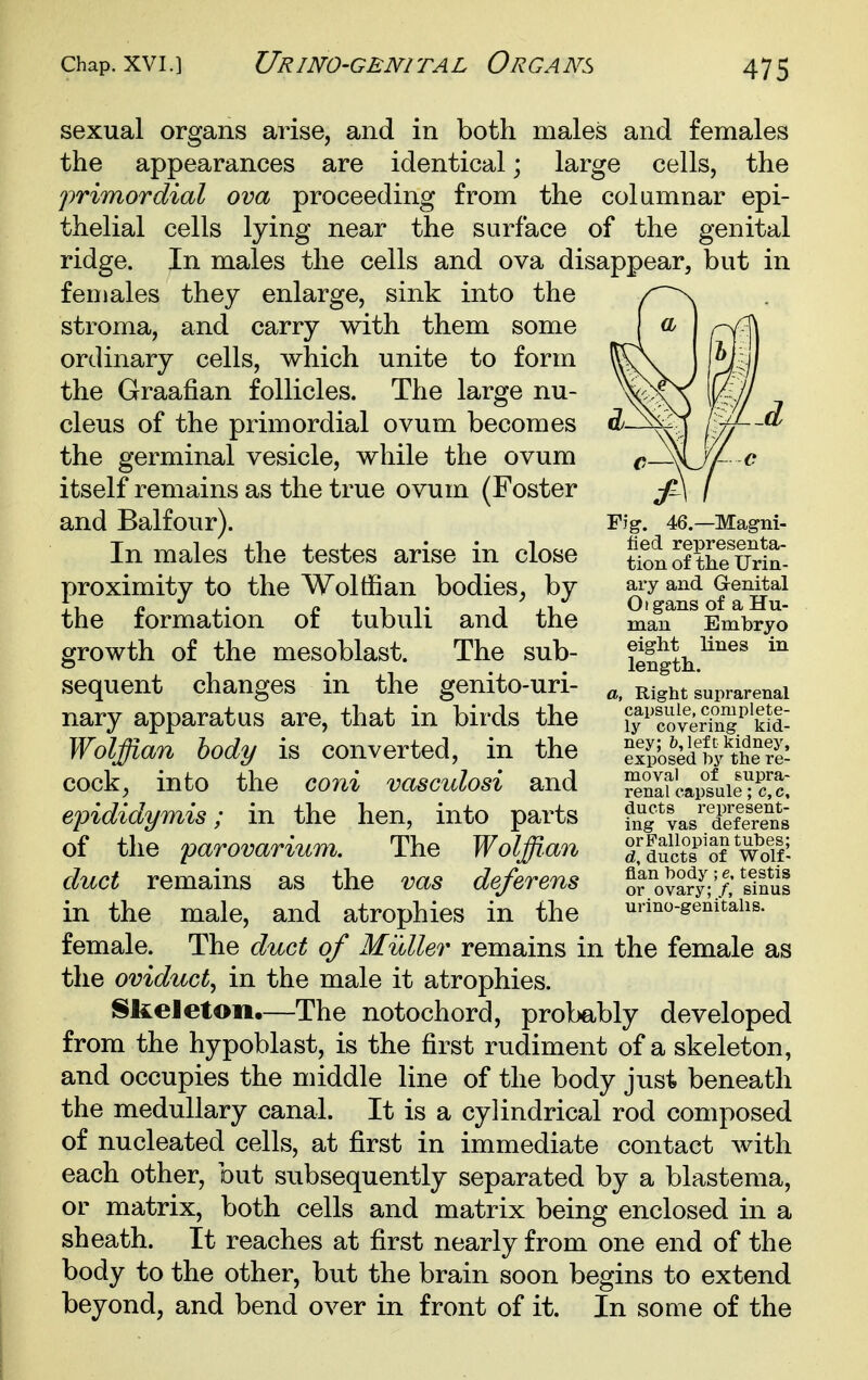 sexual organs arise, and in both males and females the appearances are identical; large cells, the primordial ova proceeding from the columnar epi- thelial cells lying near the surface of the genital ridge. In males the cells and ova disappear, but in females they enlarge, sink into the stroma, and carry with them some ordinary cells, which unite to form the Graafian follicles. The large nu- cleus of the primordial ovum becomes the germinal vesicle, while the ovum itself remains as the true ovum (Foster and Balfour). In males the testes arise in close proximity to the Wolffian bodies, by the formation of tubuli and the growth of the mesoblast. The sub- sequent changes in the genito-uri- nary apparatus are, that in birds the Wolffian body is converted, in the cock, into the coni vasculosi and ejDididymis; in the hen, into parts of the parovarium. The Wolffian duct remains as the vas deferens in the male, and atrophies in the female. The duct of Midler remains in the female as the oviduct., in the male it atrophies. Skeleton.—The notochord, probably developed from the hypoblast, is the first rudiment of a skeleton, and occupies the middle line of the body just beneath the medullary canal. It is a cylindrical rod composed of nucleated cells, at first in immediate contact with each other, but subsequently separated by a blastema, or matrix, both cells and matrix being enclosed in a sheath. It reaches at first nearly from one end of the body to the other, but the brain soon begins to extend beyond, and bend over in front of it. In some of the Fig. 46.—Magni- fied representa- tion of the Urin- ary and Genital Otgans of a Hu- man Embryo eight lines in length. a. Right suprarenal capsule, complete- ly covering kid- ney; &,left kidney, exposed by the re- moval of supra- renal capsule; c,c, ducts represent- ing vas deferens orFallopian tubes; d, ducts of Wolf- fian body; e, testis or ovary; /, sinus urino-genitalis.