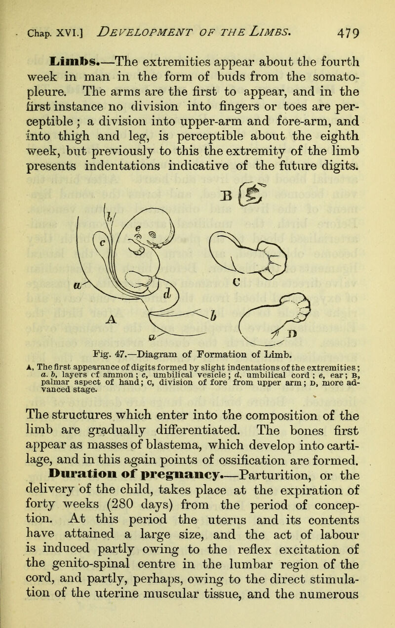 liimlbs.—The extremities appear about the fourth week in man in the form of buds from the somato- pleure. The arms are the first to appear, and in the Mrst instance no division into fingers or toes are per- ceptible ; a division into upper-arm and fore-arm, and into thigh and leg, is perceptible about the eighth week, but previously to this the extremity of the limb presents indentations indicative of the future digits. Fig'. 47.—Diagram of Formation of Limb. A, The first appearance of digits formed by slight indentations of the extremities; a. h, layers cf amnion; c, umbilical vesicle; d, umbilical cord ; e, ear; B, palmar aspect of hand; c, division of fore from upper arm; d, more ad- vanced stage. The structures which enter into the composition of the limb are gradually difierentiated. The bones first appear as masses of blastema, which develop into carti- lage, and in this again points of ossification are formed. Duration of preg-nancy.—Parturition, or the delivery of the child, takes place at the expiration of forty weeks (280 days) from the period of concep- tion. At this period the uterus and its contents have attained a large size, and the act of labour is induced partly owing to the reflex excitation of the genito-spinal centre in the lumbar region of the cord, and partly, perhaps, owing to the direct stimula- tion of the uterine muscular tissue, and the numerous