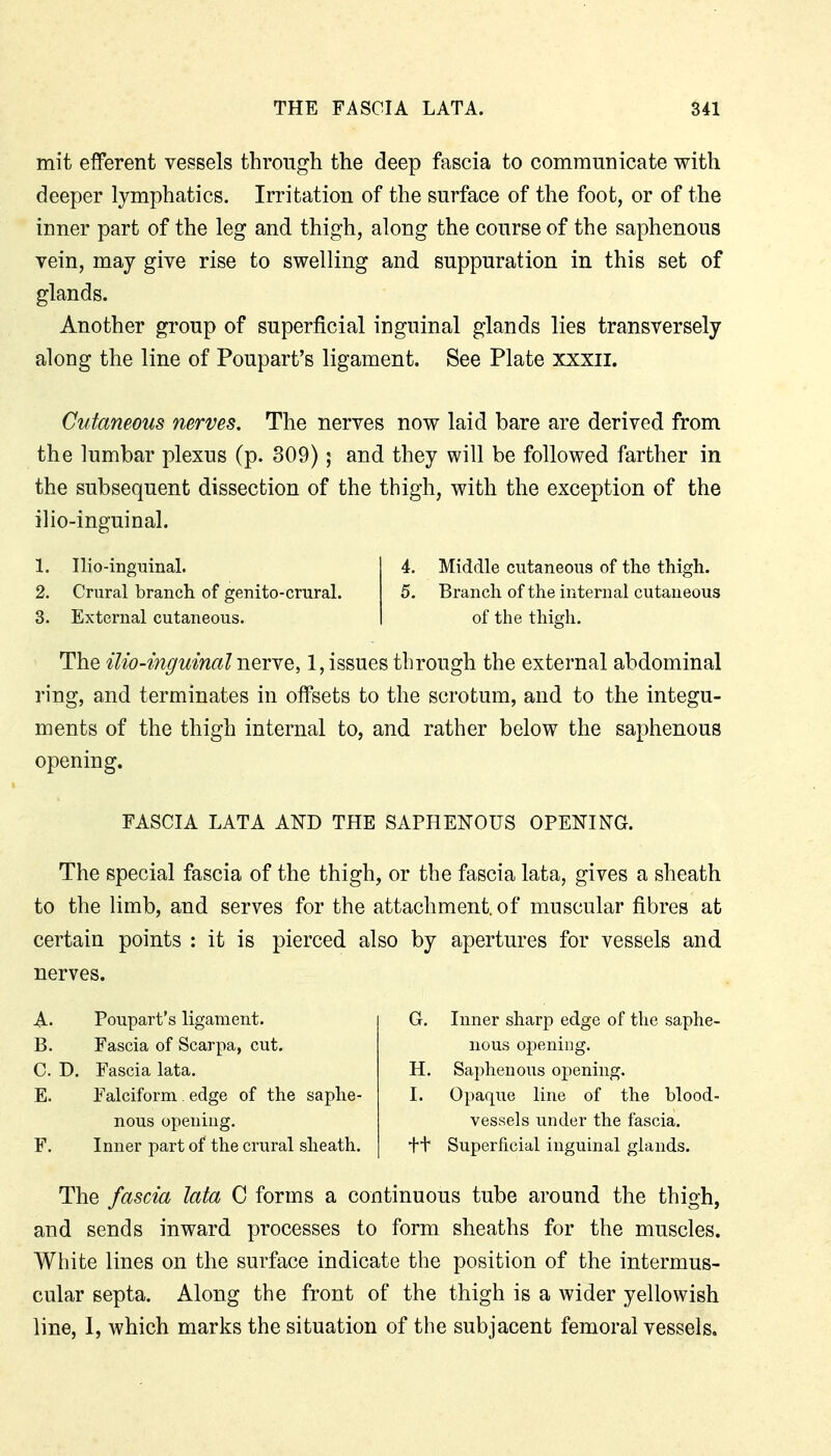 mit efferent vessels through the deep fascia to communicate with deeper lymphatics. Irritation of the surface of the foot, or of the inner part of the leg and thigh, along the course of the saphenous vein, may give rise to swelling and suppuration in this set of glands. Another group of superficial inguinal glands lies transversely along the line of Poupart's ligament. See Plate xxxii. Cutaneous nerves. The nerves now laid bare are derived from the lumbar plexus (p. 809); and they will be followed farther in the subsequent dissection of the thigh, with the exception of the ilio-inguinal. 1. Ilio-inguinal. 4. Middle cutaneous of the thigh. 2. Crural branch of genito-crural. 5. Branch of the internal cutaneous 3. External cutaneous. of the thigh. The ilio-inguinal nerve, 1, issues through the external abdominal ring, and terminates in offsets to the scrotum, and to the integu- ments of the thigh internal to, and rather below the saphenous opening. FASCIA LATA AND THE SAPHENOUS OPENING. The special fascia of the thigh, or the fascia lata, gives a sheath to the limb, and serves for the attachment, of muscular fibres at certain points : it is pierced also by apertures for vessels and nerves. A. Poupart's ligament. G. Inner sharp edge of the saphe- B. Fascia of Scarpa, cut. nous opening. C. D. Fascia lata. H. Saphenous opening. E. Falciform edge of the saphe- I. Opaque line of the blood- The fascia lata C forms a continuous tube around the thigh, and sends inward processes to form sheaths for the muscles. White lines on the surface indicate the position of the intermus- cular septa. Along the front of the thigh is a wider yellowish line, 1, which marks the situation of the subjacent femoral vessels. F. nous opening. Inner part of the crural sheath. vessels under the fascia, tt Superficial inguinal glands.