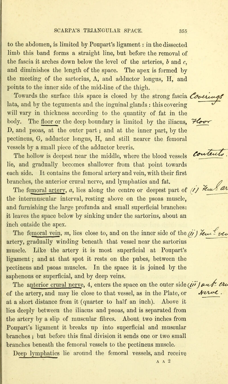 to the abdomen, is limited by Poupart's ligament: in the dissected limb this band forms a straight line, but before the removal of the fascia it arches down below the level of the arteries, & and c., and diminishes the length of the space. The apex is formed by the meeting of the sartorius, A, and adductor longus, H, and points to the inner side of the mid-line of the thigh. Towards the surface this space is closed by the strong fascia lata, and by the teguments and the inguinal glands : this covering will vary in thickness according to the quantity of fat in the body. The floor or the deep boundary is limited by the iliacus, 7^^^^^ D, and psoas, at the outer part; and at the inner part, by the pectineus, G, adductor longus, H, and still nearer the femoral vessels by a small piece of the adductor brevis. The hollow is deepest near the middle, where the blood vessels lie, and gradually becomes shallower from that point towards each side. It contains the femoral artery and vein, with their first branches, the anterior crural nerve, and lymphatics and fat. The femoral artery, «, lies along the centre or deepest part of '/J -^^-^^^ the intermuscular interval, resting above on the psoas muscle, and furnishing the large profunda and small superficial branches: it leaves the space below by sinking under the sartorius, about an inch outside the apex. The femoral vein, m, lies close to, and on the inner side of the (//) /^t^ ^^^^ artery, gradually winding beneath that vessel near the sartorius muscle. Like the artery it is most superficial at Poupart's ligament; and at that spot it rests on the pubes, between the pectineus and psoas muscles. In the space it is joined by the saphenous or superficial, and by deep veins. The anterior crural nerve, 4, enters the space on the outer side(//^y/i^W^ of the artery, and may lie close to that vessel, as in the Plate, or J\<-ty<^ . at a short distance from it (quarter to half an inch). Above it lies deeply between the iliacus and psoas, and is separated from the artery by a slip of muscular fibres. About two inches from Poupart's ligament it breaks up into superficial and muscular branches ; but before this final division it sends one or two small branches beneath the femoral vessels to the pectineus muscle. Deep lymphatics lie around the femoral vessels, and receive