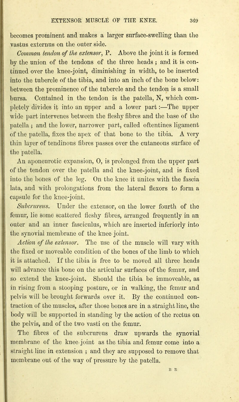 becomes prominent and makes a larger surface-swelling than the vastus externus on the outer side. Common tendon of the extensor, P. Above the joint it is formed by the union of the tendons of the three heads ; and it is con- tinued over the knee-joint, diminishing in width, to be inserted into the tubercle of the tibia, and into an inch of the bone below; between the prominence of the tubercle and the tendon is a small bursa. Contained in the tendon is the patella, N, which com- pletely divides it iiito an upper and a lower part:—The upper wide part intervenes between the fleshy fibres and the base of the patella ; and the lower, nartower partj called oftentines ligament of the patella, fixes the apex of that bone to the tibia. A very thin layer of tendinous fibres passes over the cutaneous surfa^ce of the patella. An aponeurotic expansion, 0, is prolonged from the upper part of the tendon over the patella and the knee-joint, and is fixed into the bones of the leg. On the knee it unites with the fascia lata, and with prolongations from the lateral flexors to form a capsule for the knee-joint. Suhcrureus. Under the extensor, on the lower fourth of the femur, lie gome scattered fleshy fibres, arranged frequently in an outer and an inner fasciculus, which are inserted inferiorly into the synovial membrane of the knee- joint. Action of the extensor. The use of the muscle will vary with the fixed or moveable condition of the bones of the limb to which it is attached. If the tibia is free to be moved all three heads will advance this bone on the articular surfaces of the femur, and so extend the knee-joint. Should the tibia be immoveable, as in rising from a stooping posture, or in walking, the femur and pelvis will be brought forwards over it. By the continued con- traction of the muscles, after those bones are in a straight line, the body will be supported in standing by the action of the rectus on the pelvis, and of the two vasti on the femur. The fibres of the subcrureus draw upwards the synovial membrane of the knee- joint as the tibia and femur come into a straight line in extension ; and they are supposed to remove that membrane out of the way of pressure by the patella, B B