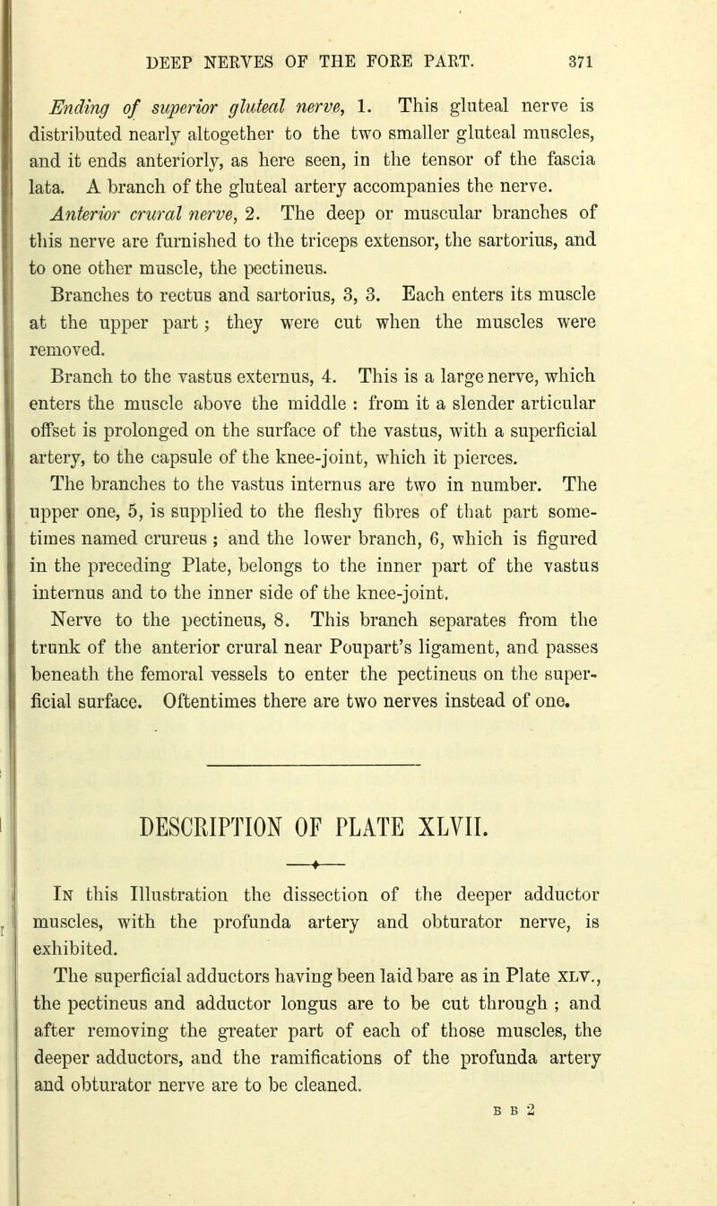 Ending of superior gluteal nerve, 1. This gluteal nerve is distributed nearly altogether to the two smaller gluteal muscles, and it ends anteriorly, as here seen, in the tensor of the fascia lata. A branch of the gluteal artery accompanies the nerve. Anterior crural nerve, 2. The deep or muscular branches of this nerve are furnished to the triceps extensor, the sartorius, and to one other muscle, the pectinens. Branches to rectus and sartorius, 3, 3. Each enters its muscle at the upper part; they were cut when the muscles were removed. Branch to the vastus externus, 4. This is a large nerve, which enters the muscle above the middle : from it a slender articular offset is prolonged on the surface of the vastus, with a superficial artery, to the capsule of the knee-joint, which it pierces. The branches to the vastus internus are two in number. The upper one, 5, is supplied to the fleshy fibres of that part some- times named crureus ; and the lower branch, 6, which is figured in the preceding Plate, belongs to the inner part of the vastus internus and to the inner side of the knee-joint. Nerve to the pectineus, 8. This branch separates from the trunk of the anterior crural near Poupart's ligament, and passes beneath the femoral vessels to enter the pectineus on the super- ficial surface. Oftentimes there are two nerves instead of one. DESCRIPTION OF PLATE XLVII. In this Illustration the dissection of the deeper adductor muscles, with the profunda artery and obturator nerve, is exhibited. The superficial adductors having been laid bare as in Plate XLV,, the pectineus and adductor longus are to be cut through ; and after removing the greater part of each of those muscles, the deeper adductors, and the ramifications of the profunda artery and obturator nerve are to be cleaned. B B 2