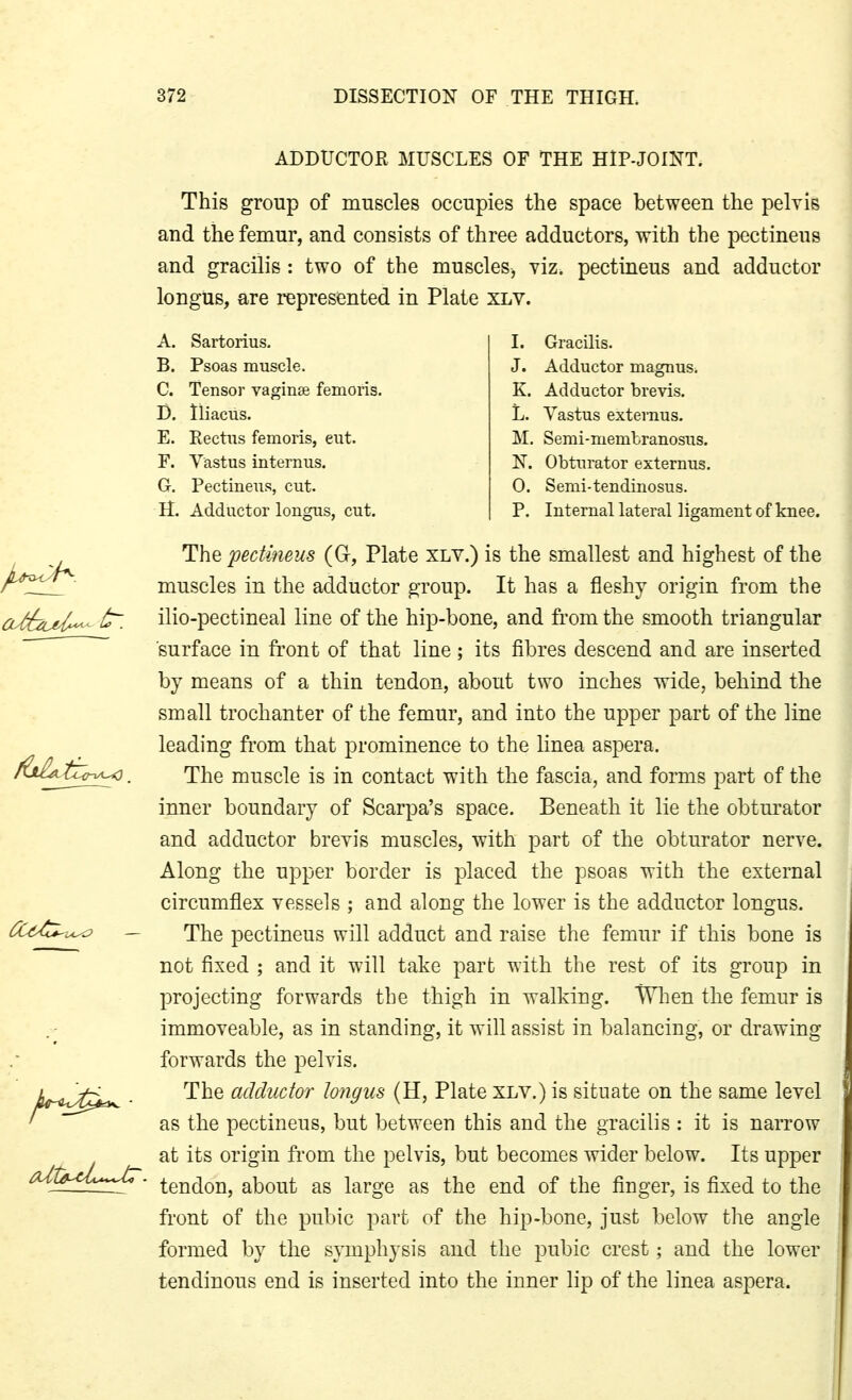 ADDUCTOR MUSCLES OF THE HlP-JOINT. This group of muscles occupies the space between the pelvis and the femur, and consists of three adductors, with the pectineus and gracilis : two of the muscles, viz. pectineus and adductor longus, are represented in Plate XLV. A. Sartorius. B. Psoas muscle. C. Tensor vaginae femoris. D. lliacus. E. Rectus femoris, cut. F. Vastus internus. G. Pectineus, cut. H. Adductor longus, cut. I. Gracilis. J. Adductor magnus. K. Adductor brevis. L. Vastus externus. M. Semi-memtranosus. N. Obturator externus. 0. Semi-tendinosus. P. Internal lateral ligament of knee. The 'pectineus (G, Plate xlv.) is the smallest and highest of the muscles in the adductor group. It has a fleshy origin from the ilio-pectineal line of the hip-bone, and from the smooth triangular surface in front of that line; its fibres descend and are inserted by means of a thin tendon, about two inches wide, behind the small trochanter of the femur, and into the upper part of the line leading from that prominence to the linea aspera. The muscle is in contact with the fascia, and forms part of the inner boundary of Scarpa's space. Beneath it lie the obtm-ator and adductor brevis muscles, with part of the obturator nerve. Along the upper border is placed the psoas with the external circumflex vessels ; and along the lower is the adductor longus. The pectineus will adduct and raise the femur if this bone is not fixed ; and it will take part with the rest of its group in projecting forwards the thigh in walking. When the femur is immoveable, as in standing, it will assist in balancing, or drawing forwards the pelvis. The adductor longus (H, Plate xlv.) is situate on the same level as the pectineus, but between this and the gracilis : it is narrow at its origin fi-om the pelvis, but becomes wider below. Its upper tendon, about as large as the end of the finger, is fixed to the front of the pubic part of the hip-bone, just below the angle formed by the symphysis and the pubic crest; and the lower tendinous end is inserted into the inner lip of the linea aspera.