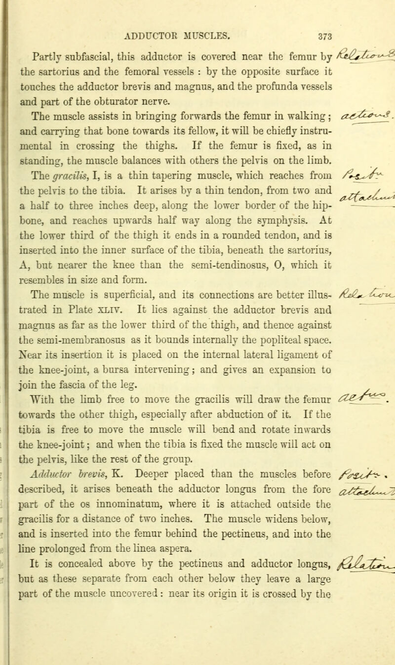 Partly subfascial, this adductor is covered near the femur by /^ej^^llo-'^^:^ the sartorius and the femoral vessels : by the opposite surface it touches the adductor brevis and magnus, and the profanda vessels and part of the obturator nerve. The muscle assists in bringing forwards the femur in walking; a-^^^^^. and carrying that bone towards its fellow, it will be chiefly instru- mental in crossing the thighs. If the femur is fixed, as in standing, the muscle balances with others the pelvis on the limb. The gracilis, I, is a thin tapering muscle, which reaches from ^'^^^^^ the pelvis to the tibia. It arises by a thin tendon, from two and ^^^^^^^^^/^ a half to three inches deep, along the lower border of the hip- bone, and reaches upwards half way along the symphysis. At the lower third of the thigh it ends in a rounded tendon, and is inserted into the inner surface of the tibia, beneath the sartorius, A, but nearer the knee than the semi-tendinosus, 0, which it resembles in size and form. The muscle is superficial, and its connections are better illus^ ^je/ltc. ^Crzo trated in Plate xliv. It lies against the adductor brevis and magnus as far as the lower third of the thigh, and thence against the semi-membranosus as it bounds internally the popliteal space. Near its insertion it is placed on the internal lateral ligament of the knee-joint, a bursa intervening; and gives an expansion to join the fascia of the leg. With the limb free to move the gracilis will draw the femur ^^^^g^^^^^. towards the other thigh, especially after abduction of it. If the tibia is free to move the muscle will bend and rotate inwai'ds the knee-joint; and when the tibia is fixed the muscle will act on the pelvis, like the rest of the group. Adductor brevis, K. Deeper placed than the muscles before /^^&^/^ . described, it arises beneath the adductor longus from the fore ^^^^^^^^^^^.^ part of the os innominatum, where it is attached outside the gracilis for a distance of two inches. The muscle widens below, and is inserted into the femur behind the pectineus, and into the line prolonged from the linea aspera. It is concealed above by the pectineus and adductor longus, ^^AcC^-l^ but as these separate from each other below they leave a large part of the muscle uncovered: near its origin it is crossed by the