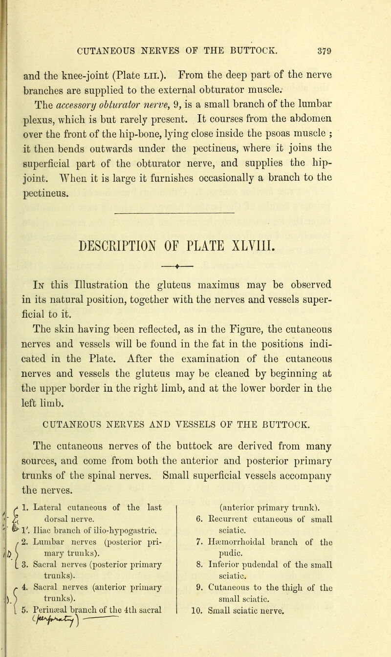 and the knee-joint (Plate lii.). From the deep part of the nerve branches are supplied to the external obturator muscle. The accessonj obturator nerve, 9, is a small branch of the lumbar I plexus, which is but rarely present. It courses from the abdomen over the front of the hip-bone, lying close inside the psoas muscle ; it then bends outwards under the pectineus, where it joins the superficial part of the obturator nerve, and supplies the hip- 1 joint. When it is large it furnishes occasionally a branch to the pectineus. ■ DESCRIPTION OF PLATE XLVIII. In this Illustration the gluteus maximus may be observed in its natural position, together with the nerves and vessels super- ficial to it. The skin having been reflected, as in the Figure, the cutaneous nerves and vessels will be found in the fat in the positions indi- cated in the Plate. After the examination of the cutaneous nerves and vessels the gluteus may be cleaned by beginning at the upper border in the right limb, and at the lower border in the left limb. CUTANEOUS NERVES AND VESSELS OF THE BUTTOCK. The cutaneous nerves of the buttock are derived from many sources, and come from both the anterior and posterior primary trunks of the spinal nerves. Small superficial vessels accompany the nerves. 1. Lateral cutaneous of the last dorsal nerve. 1'. Iliac branch of ilio-hypogastric. 2. Lumbar nerves (posterior pri- mary trunks). Sacral nerves (posterior primary trunks). Sacral nerves (anterior primary trunks). Perinseal branch of the 4 th sacral Lja^j^y (anterior primary trunk). 6. Recurrent cutaneous of small sciatic. 7. Ha;morrhoidal branch of the pudic. 8. Inferior pudendal of the small sciatic. 9. Cutaneous to the thigh of the small sciatic. 10. Small sciatic nerve.