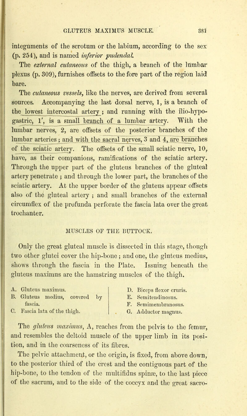 integuments of the scrotum or the labium, according to the sex (p» 254), and is named inferior 'pudendal. The external cutaneous of the thigh, a branch of the lumbar plexus (p. 309), furnishes oflPsets to the fore part of the region laid bare. The cutaneous vessels, like the nerves, are derived from severali sources. Accompanying the last dorsal nerve, 1, is a branch of the lowest intercostal arterj ; and running with the ilio-hypo- gastriC) 1', is a small branch of a lumbar artery. With the lumbar nerves, 2, are offsets of the posterior branches of the lumbar arteries; and with the sacral nerves, 3 and 4, are branches of the sciatic arterj. The offsets of the small sciatic nerve, lOy have, as their companions, ramifications of the sciatic artery. Through the upper part of the gluteus branches of the gluteal artery penetrate ; and through the lower part, the branches of the sciatic artery. At the upper border of the gluteus appear offsets also of the gluteal artery ; and small branches of the external circumflex of the profunda perforate the fascia lata over the great trochanter. Only the great gluteal muscle is dissected in this stage, though two other glutei cover the hip-bone; and one, the gluteus medius, shows through the fascia in the Plate. Issuing beneath the gluteus maximus are the hamstring muscles of the thigh. The gluteus maximus, A, reaches from the pelvis to the femur, and resembles the deltoid muscle of the upper limb in its posi- tion, and in the coarseness of its fibres. The pelvic attachment, or the origin, is fixed, from above down, to the posterior third of the crest and the contiguous part of the hip-bone, to the tendon of tlic multifidus spinas, to the last piece of the sacrum, and to the side of the coccyx and the great sacro- MUSCLES OF THE BUTTOCK, A. Gluteus maximus. B. Gluteus medius, covered by D. Biceps flexor cruris. E. Semitendinosus. F. Semimembranosus. G. Adductor magnus. fascia. C. Fascia lata of the thigh.