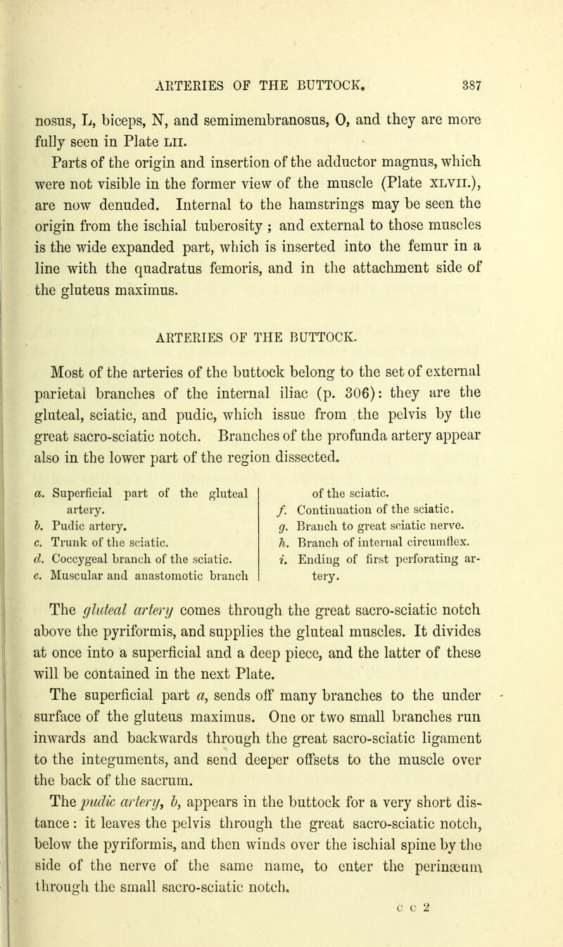 nosus, L, biceps, N, and semimembranosus, 0, and they are more fully seen in Plate Lii. Parts of the origin and insertion of the adductor magnus, which were not visible in the former view of the muscle (Plate xlvii.), are now denuded. Internal to the hamstrings may be seen the origin from the ischial tuberosity ; and external to those muscles is the wide expanded part, which is inserted into the femur in a line with the quadratus femoris, and in the attachment side of the gluteus maximus. ARTERIES OF THE BUTTOCK. Most of the arteries of the buttock belong to the set of external parietal branches of the internal iliac (p. 306): they are the gluteal, sciatic, and pudic, which issue from the pelvis by the great sacro-sciatic notch. Branches of the profunda artery appear also in the lower part of the region dissected. a. Superficial part of the gluteal artery. h. Pudic artery. c. Trunk of the sciatic. d. Coccygeal branch of the sciatic. e. Muscular and anastomotic branch of the sciatic. /. Continuation of the sciatic. g. Branch to great sciatic nerve. h. Branch of internal circumflex. i. Ending of first perforating ar- tery. The gluteal artery comes through the great sacro-sciatic notch above the pyriformis, and supplies the gluteal muscles. It divides at once into a superficial and a deep piece, and the latter of these will be contained in the next Plate. The superficial part a, sends off many branches to the under surface of the gluteus maximus. One or two small branches run inwards and backwards through the great sacro-sciatic ligament to the integuments, and send deeper off^sets to the muscle over the back of the sacrum. The pudic artery^ h, appears in the buttock for a very short dis- tance : it leaves the pelvis through the great sacro-sciatic notch, below the pyriformis, and then winds over the ischial spine by the side of the nerve of the same name, to enter the perina3uni through the small sacro-sciatic notch, c c 2