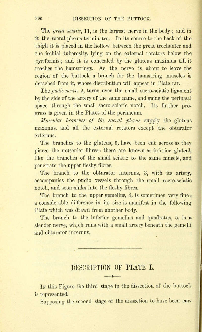 The great sciatic, 11, is the largest nerve in the body; and in it the sacral plexus terminates. In its course to the back of the thigh it is placed in the hollow between the great trochanter and the ischial tuberosity, lying on the external rotators below the pyriformis ; and it is concealed by the gluteus maximus till it reaches the hamstrings. As the nerve is about to leave the region of the buttock a branch for the hamstring muscles is detached from it, whose distribution will appear in Plate Lii. The piidic nerve, 2, turns over the small sacro-sciatic ligament by the side of the artery of the same name, and gains the perinagal space through the small sacro-sciatic notch. Its further pro- gress is given in the Plates of the perin^eum. lluscuJar IramJies of the sacral 'plexus supply the gluteus maximus, and all the external rotators except the obturator externus. The branches to the gluteus, 6, have been cut across as they pierce the muscular fibres: these are known as inferior gluteal, like the branches of the small sciatic to the same muscle, and penetrate the upper fleshy fibres. The branch to the obturator internus, 3, with its artery, accompanies the pudic vessels through the small sacro-sciatic notch, and soon sinks into the fleshy fibres. The branch to the upper gemellus, 4, is sometimes very fine; a considerable difference in its size is manifest in the following Plate which was drawn from another body. The branch to the inferior gemellus and quadratus, 5, is a slender nerve, which rpns with a small artery beneath the gemelli and obturator internus. DESCRIPTION OF PLATE L. —♦— In this Figure the third stage in the dissection of the buttock is represented. Supposing the second stage of the dissection to have been car-
