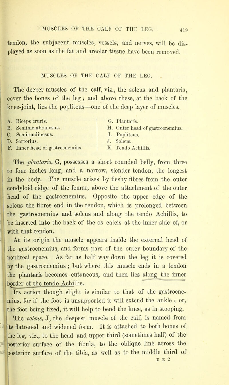 tendon, the subjacent muscles, vessels, and nerves, will be dis- played as soon as the fat and areolar tissue have been removed. The deeper muscles of the calf, viz., the soleus and plantaris, cover the bones of the leg ; and above these, at the back of the knee-joint, lies the popliteus—one of the deep layer of muscles. The plantaris, G, possesses a short rounded belly, from three to four inches long, and a narrow, slender tendon, the longest in the body. The muscle arises by fleshy fibres from the outer condyloid ridge of the femur, above the attachment of the outer head of the gastrocnemius. Opposite the upper edge of the soleus the fibres end in the tendon, which is prolonged between the gastrocnemius and soleus and along the tendo Achillis, to be inserted into the back of the os calcis at the inner side of, or ' with that tendon. At its origin the muscle appears inside the external head of i the gastrocnemius, and forms part of the outer boundary of the popliteal space. As far as half way down the leg it is covered ! by the gastrocnemius ; but where this muscle ends in a tendon the plantaris becomes cutaneous, and then lies along the inner ■ border of the tendo Achillis. ^ 1 Its action though slight is similar to that of the gastrocne- imius, for if the foot is unsupported it will extend the ankle ; or, I the foot being fixed, it will help to bend the knee, as in stooping, i The soleus, J, the deepest muscle of the calf, is named from its flattened and widened form. It is attached to both bones of .he leg, viz., to the head and upper third (sometimes half) of the Iposterior surface of the fibula, to the oblique line across the oosterior surface of the tibia, as well as to the middle third of MUSCLES OF THE CALF OF THE LEG. A. Biceps cruris. B. Semimembranosus- C. Semitendinosus. D. Sartorius. F. Inner head of gastrocnemius. G. Plantaris. H. Outer head of gastrocnemius. I. Popliteus. J. Soleus. K, Tendo Achillis.