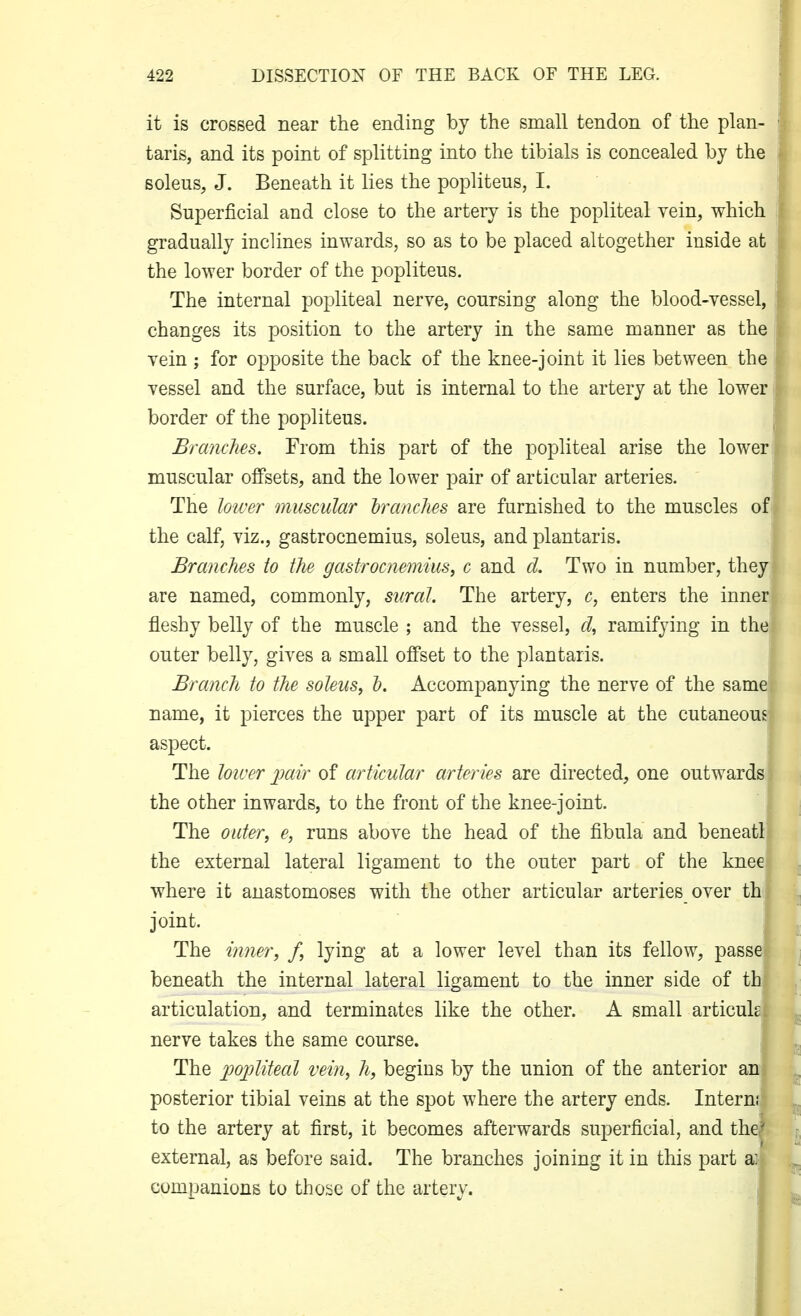 it is crossed near the ending by the small tendon of the plan- taris, and its point of splitting into the tibials is concealed by the soleus, J. Beneath it lies the popliteus, I. Superficial and close to the artery is the popliteal vein, which gradually inclines inwards, so as to be placed altogether inside at the lower border of the popliteus. The internal popliteal nerve, coursing along the blood-vessel, changes its position to the artery in the same manner as the vein ; for opposite the back of the knee-joint it lies between the vessel and the surface, but is internal to the artery at the lower i border of the popliteus. | Branches. From this part of the popliteal arise the lower muscular offsets, and the lower pair of articular arteries. The lower muscular branches are furnished to the muscles of the calf, viz., gastrocnemius, soleus, and plantaris. Branches to the gastrocnemius, c and d. Two in number, they are named, commonly, sural. The artery, c, enters the inner fleshy belly of the muscle ; and the vessel, cl, ramifying in thei outer belly, gives a small offset to the plantaris. ' Branch to the soleus, h. Accompanying the nerve of the same name, it pierces the upper part of its muscle at the cutaneous aspect. The loiver ^jair of articular arteries are directed, one outwards the other inwards, to the front of the knee-joint. The outer, e, runs above the head of the fibula and beneatl the external lateral ligament to the outer part of the knee where it anastomoses with the other articular arteries over th joint. The inner, f, lying at a lower level than its fellow, passe beneath the internal lateral ligament to the inner side of th articulation, and terminates like the other. A small articuh nerve takes the same course. The 2m2Jliteal vein, h, begins by the union of the anterior an posterior tibial veins at the spot where the artery ends. Intern! to the artery at first, it becomes afterwards superficial, and the external, as before said. The branches joining it in this part a: companions to those of the artery.