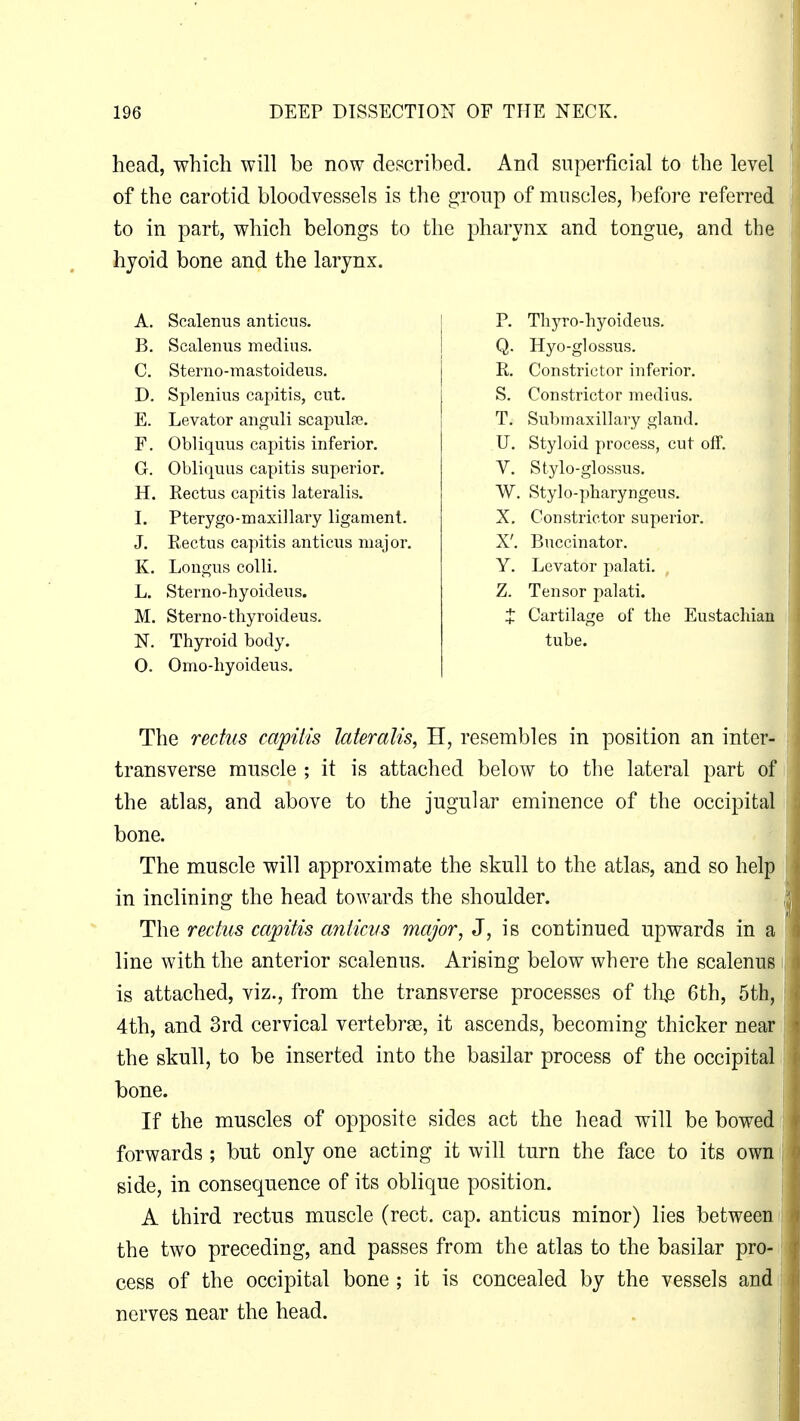 head, which will be now described. And superficial to the level of the carotid bloodvessels is the group of muscles, before referred to in part, which belongs to the pharynx and tongue, and the hjoid bone and the larynx. A. Scalenus anticus. B. Scalenus medius. C. Sterno-mastoideus. D. Splenius capitis, cut. E. Levator anguli scapula?. F. Obliquus capitis inferior. G. Obliquus capitis superior. H. Rectus capitis lateralis. I. Pterygo-maxillary ligament. J. Rectus capitis anticus major. K. Longus colli. L. Sterno-hyoideus. M. Sterno-thyroideus. N. Thyroid body. O. Omo-hyoideus. P. Thyro-hyoideus. Q. Hyo-glossus. R. Constrictor inferior. S. Constrictor medius. T. Submaxillary gland. U. Styloid process, cut off. V. Stylo-glossus. W. Stylo-pharyngeus. X. Constrictor superior. X'. Buccinator. Y. Levator palati. Z. Tensor palati. J Cartilage of the Eustachian tube. The rectus capitis lateralis, H, resembles in position an inter- transverse muscle ; it is attached below to the lateral part of the atlas, and above to the jugular eminence of the occipital bone. The muscle will approximate the skull to the atlas, and so help in inclining the head towards the shoulder. The rectus capitis anticus major, J, is continued upwards in a line with the anterior scalenus. Arising below where the scalenus is attached, viz., from the transverse processes of the 6th, 5th, 4th, and 3rd cervical vertebrae, it ascends, becoming thicker near the skull, to be inserted into the basilar process of the occipital bone. If the muscles of opposite sides act the head will be bowed forwards ; but only one acting it will turn the face to its own side, in consequence of its oblique position. A third rectus muscle (rect. cap. anticus minor) lies between the two preceding, and passes from the atlas to the basilar pro- cess of the occipital bone ; it is concealed by the vessels and nerves near the head.